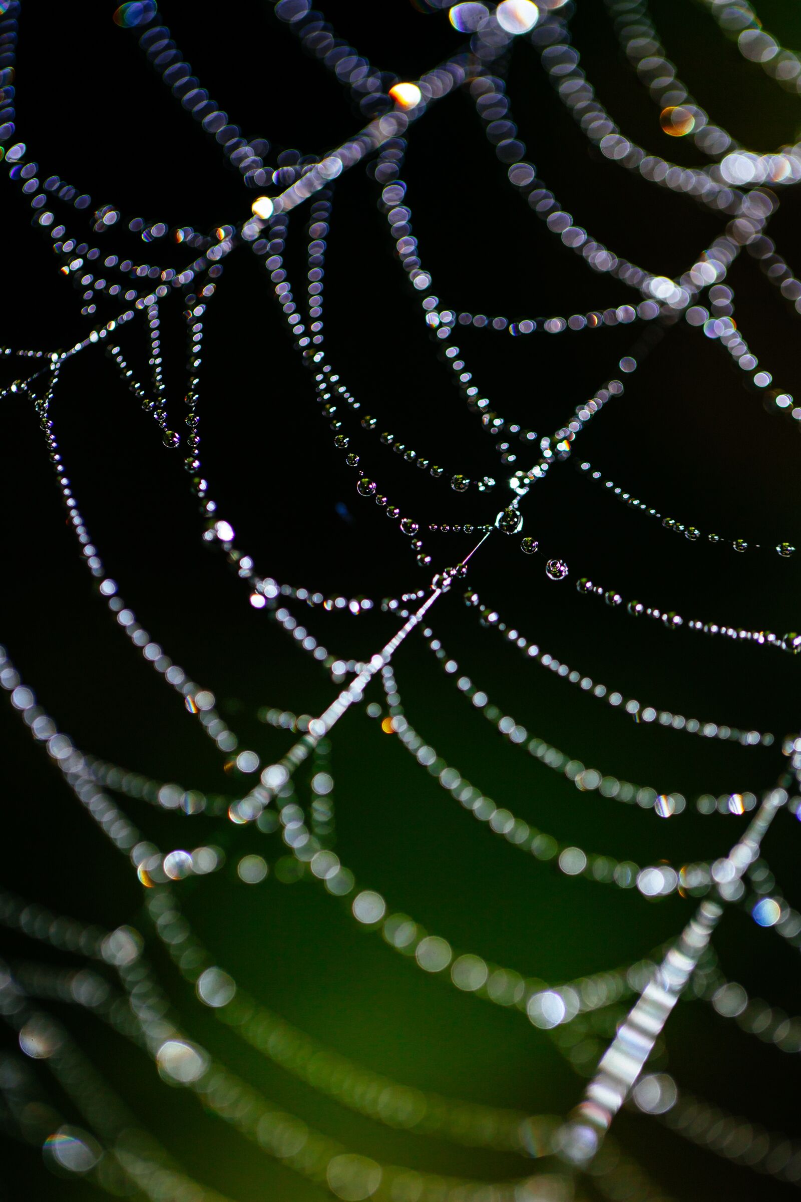 Canon EF 100mm F2.8L Macro IS USM sample photo. Spider web, bokeh, dew photography