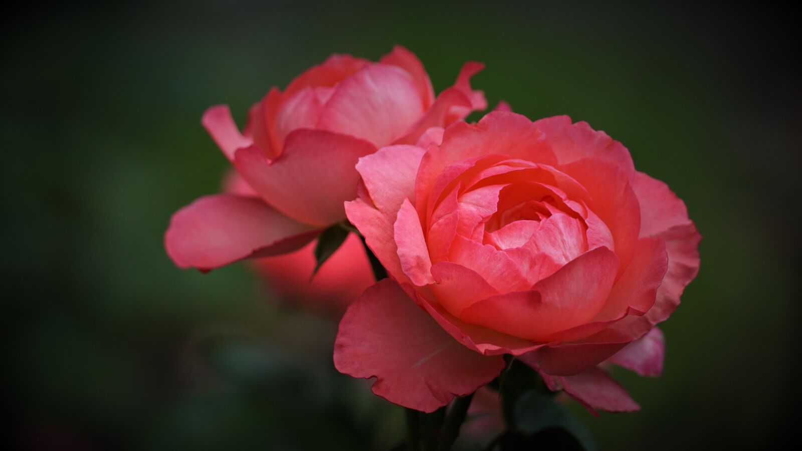 Sony a6000 + Sony E 70-350mm F4.5-6.3 G OSS sample photo. Roses, red roses, flowers photography