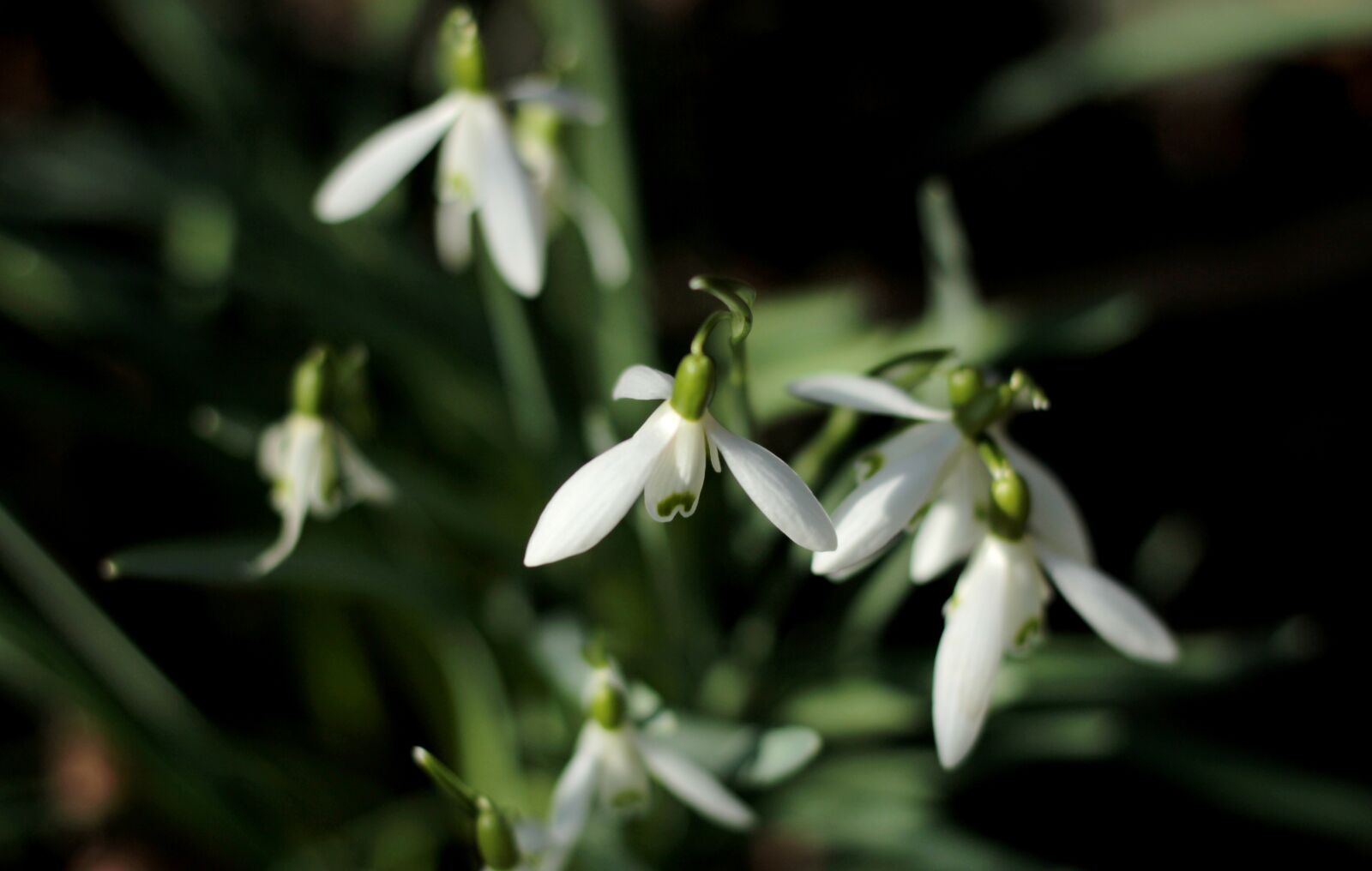 Canon EF 50mm F1.8 STM sample photo. Snowdrops, white, spring photography