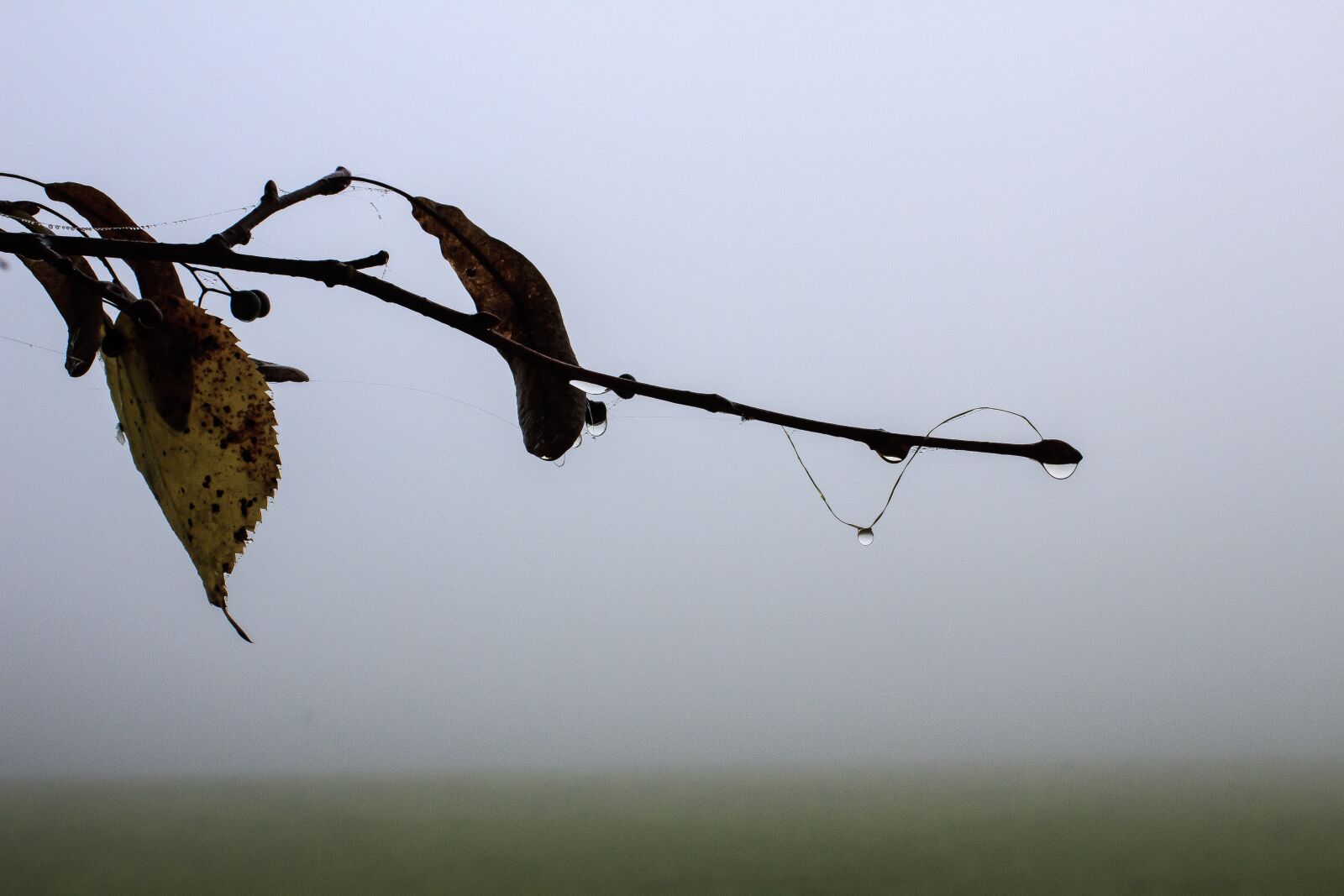 Canon EOS 1300D (EOS Rebel T6 / EOS Kiss X80) sample photo. Fog, linde, branch photography