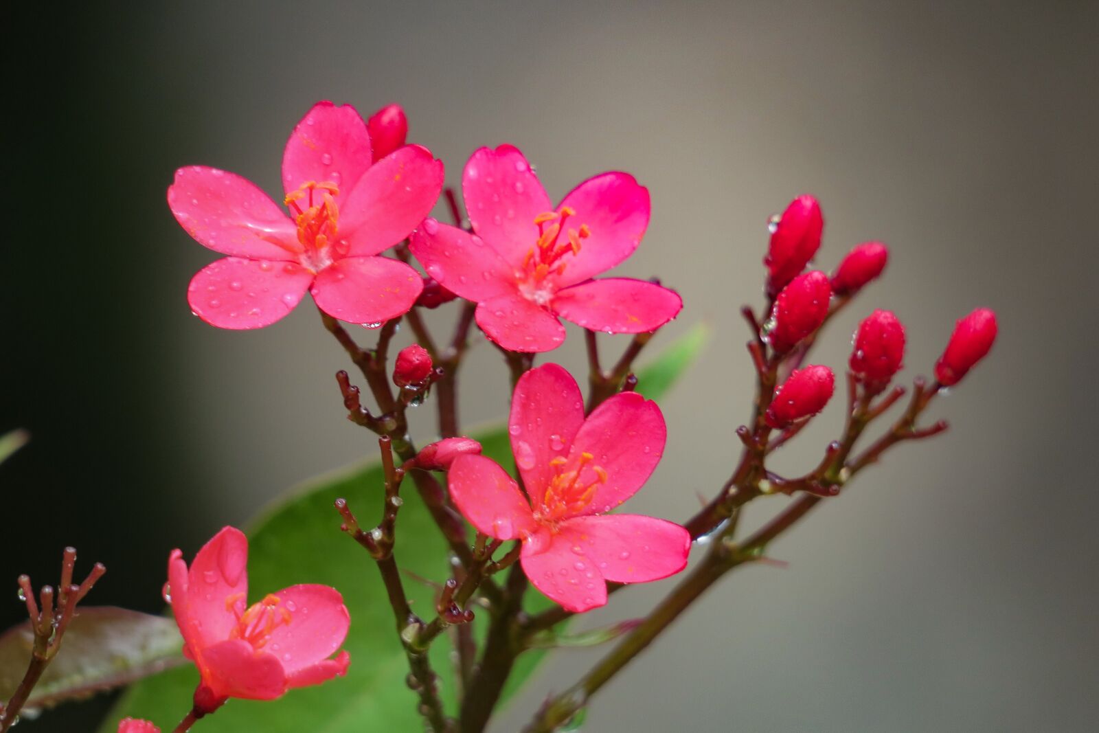 Canon PowerShot G3 X sample photo. Nature, plant, flower photography