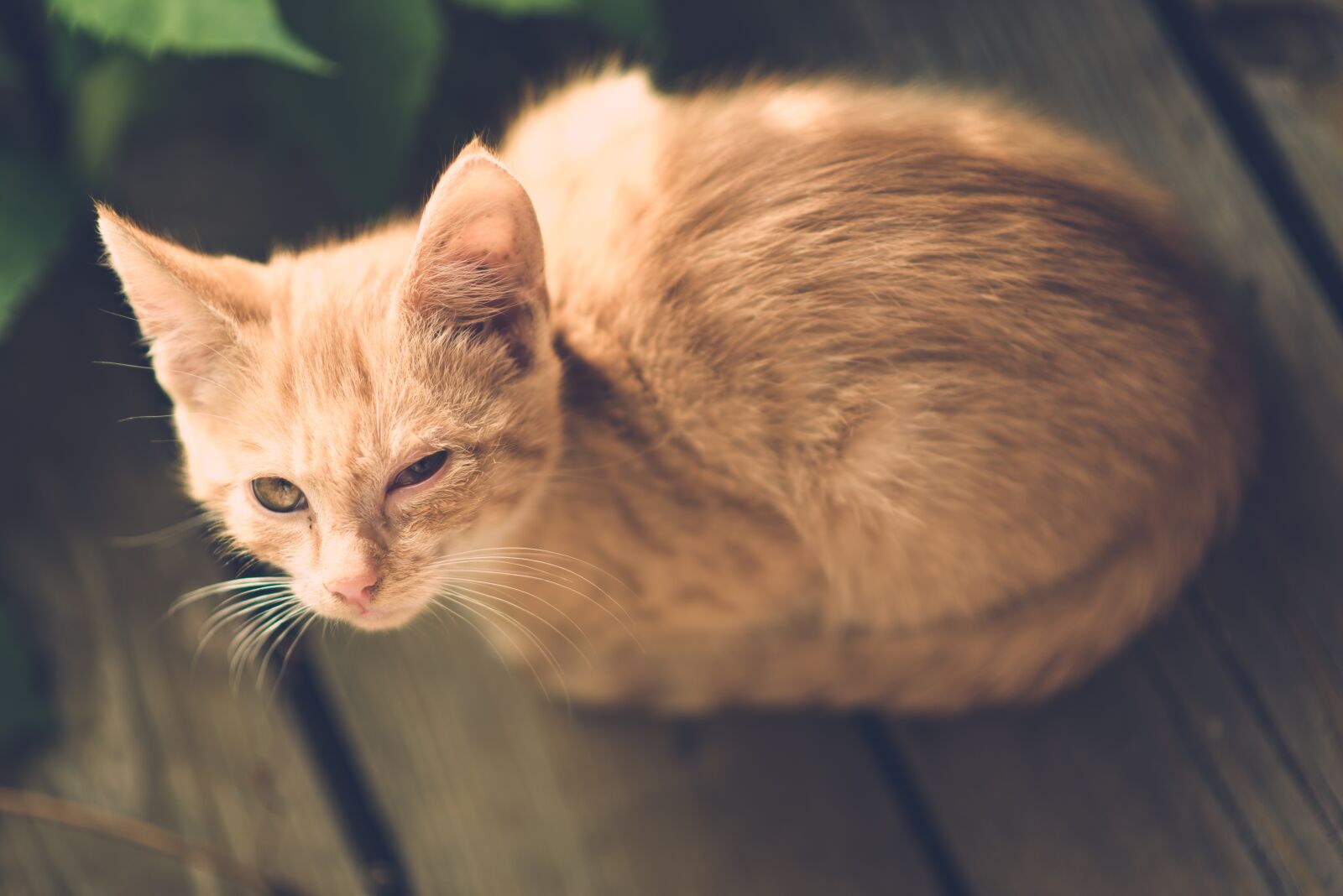 Nikon D600 sample photo. Cat, eye, injury photography