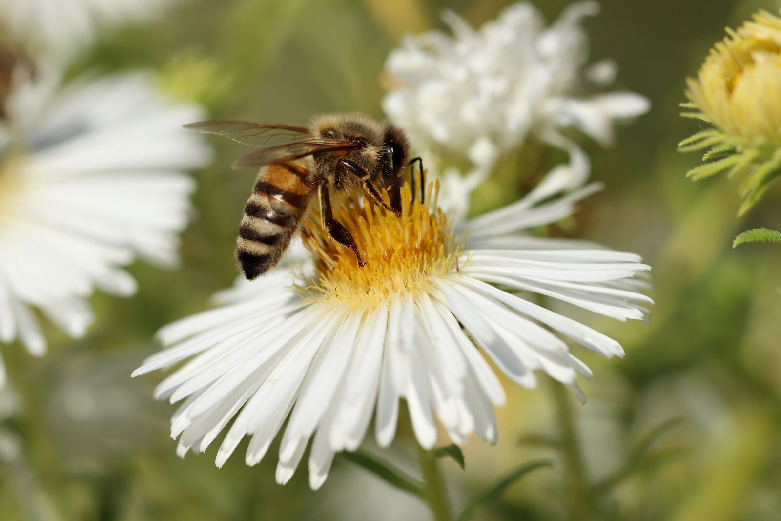 Canon EOS 800D (EOS Rebel T7i / EOS Kiss X9i) sample photo. Insect, bee, honey bee photography