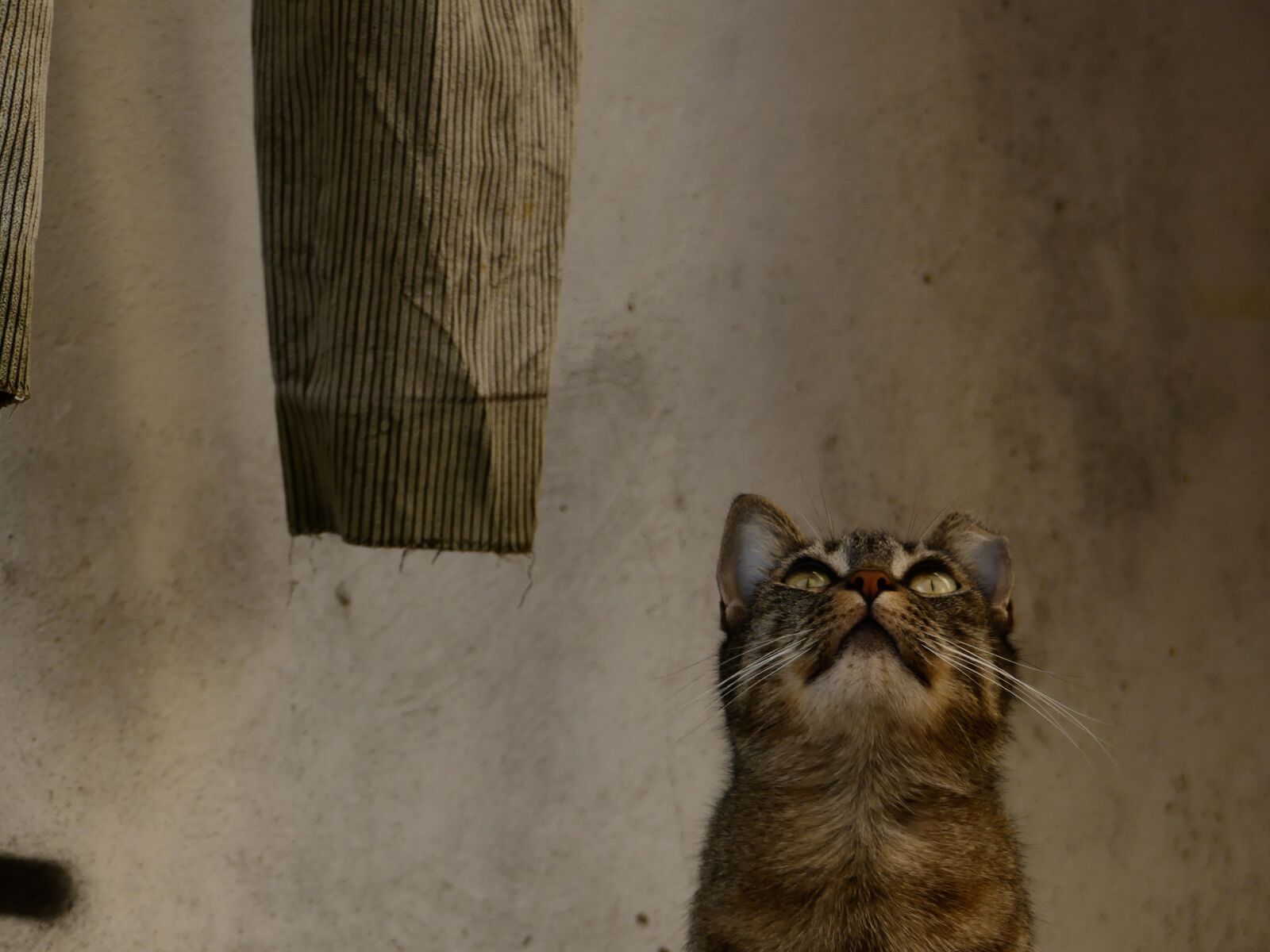 Panasonic Lumix DMC-FZ300 sample photo. Cat, homeless, dachowiec photography