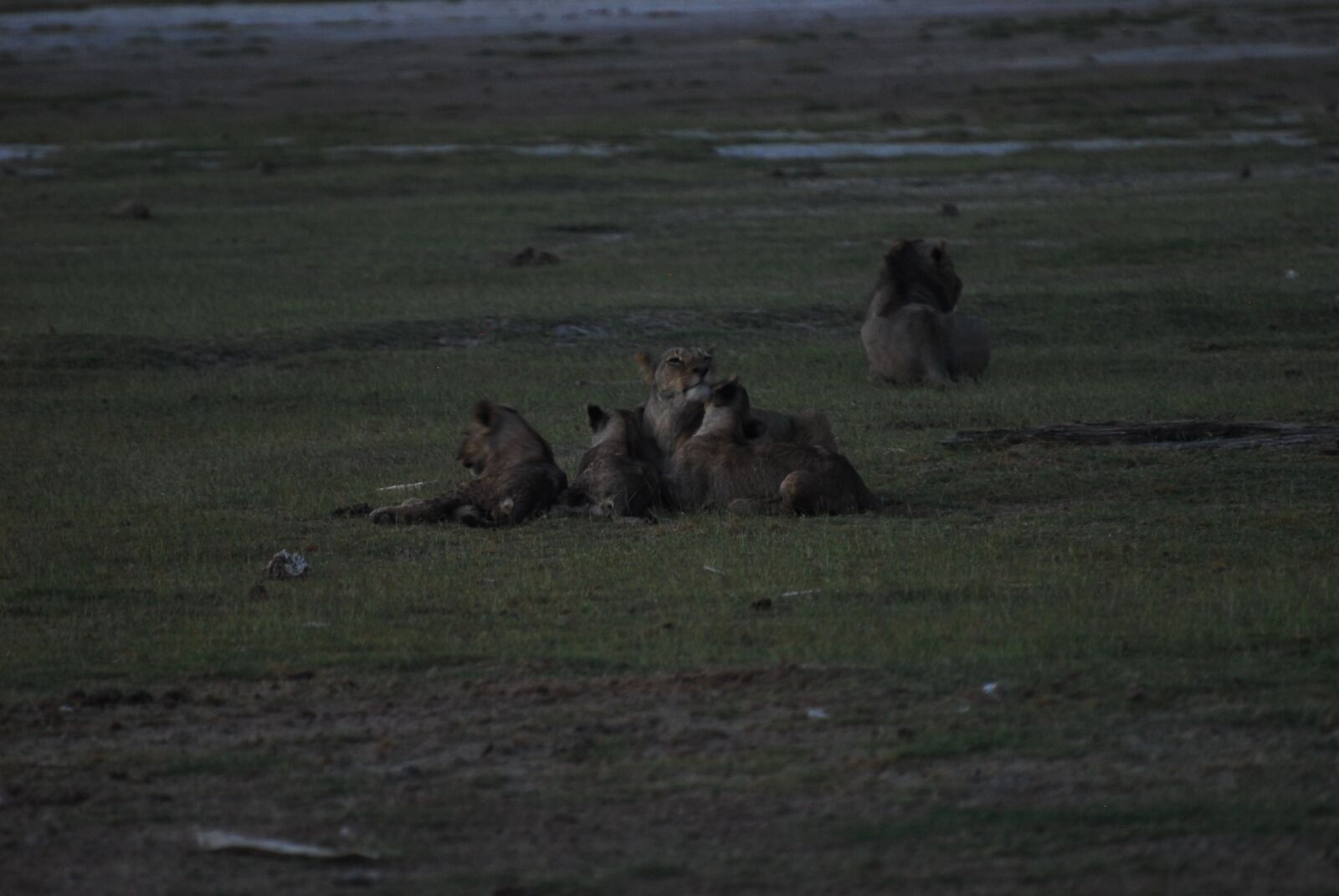 Nikon D200 sample photo. Lions, dusk, sunset photography