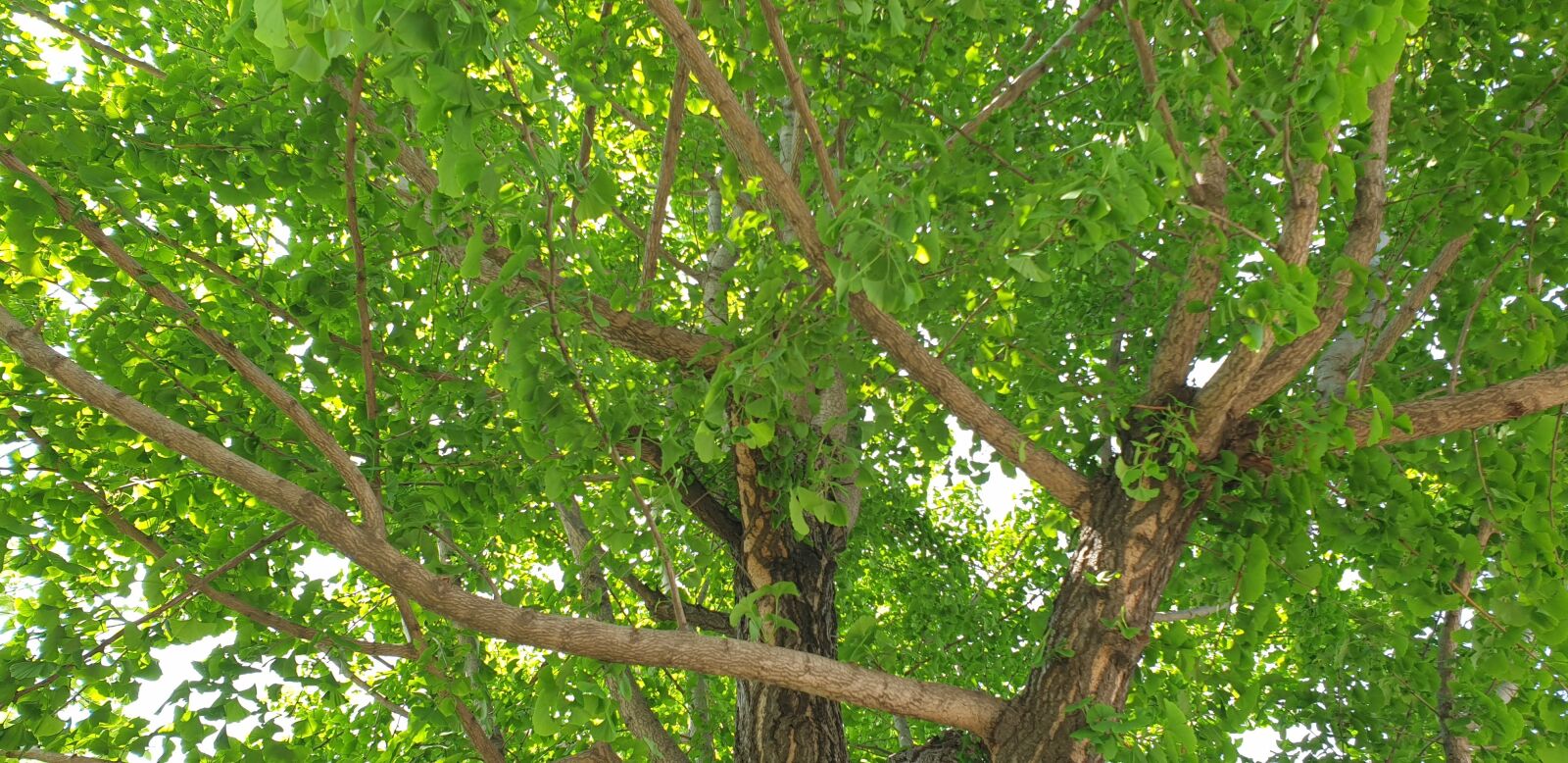 Samsung Galaxy Note9 sample photo. Summer, ginkgo, green photography