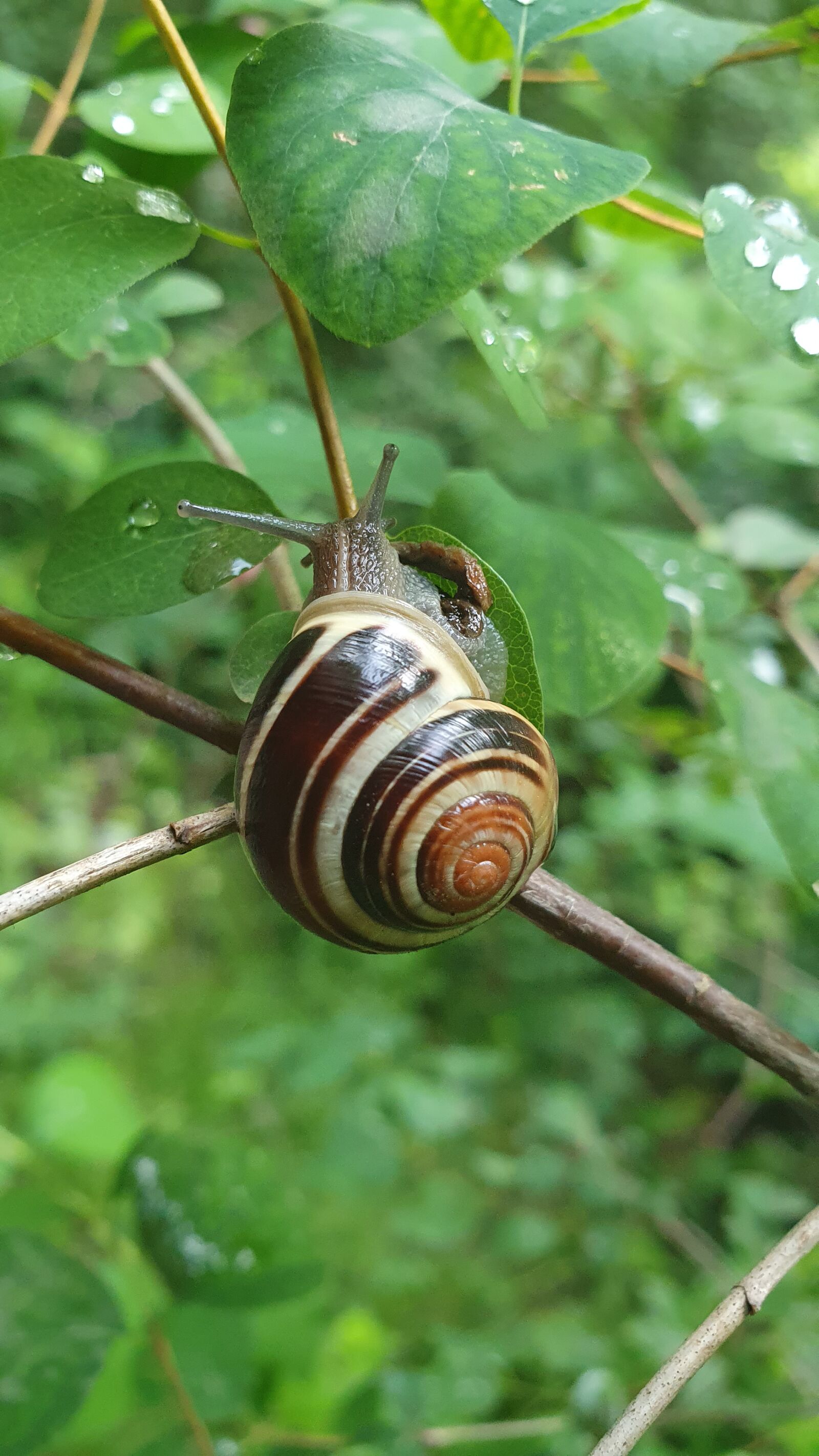Samsung Galaxy S10 sample photo. Snail, nature, leaves photography