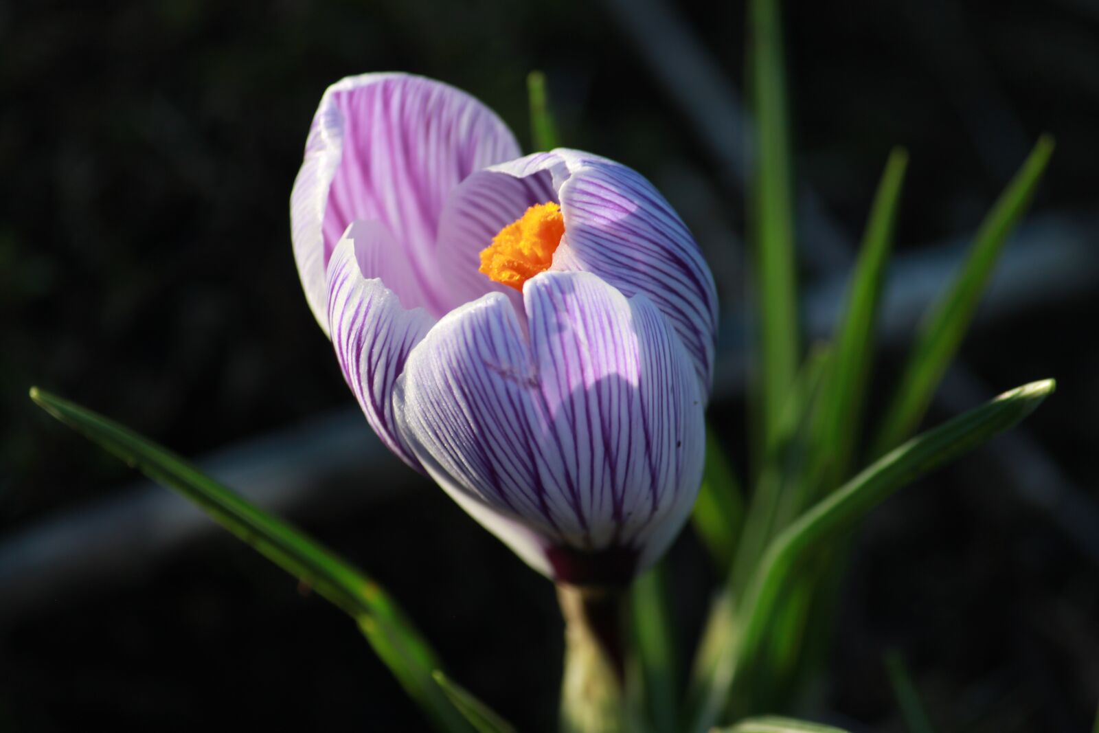 Canon EOS 500D (EOS Rebel T1i / EOS Kiss X3) sample photo. Crocus in bloom, flower photography