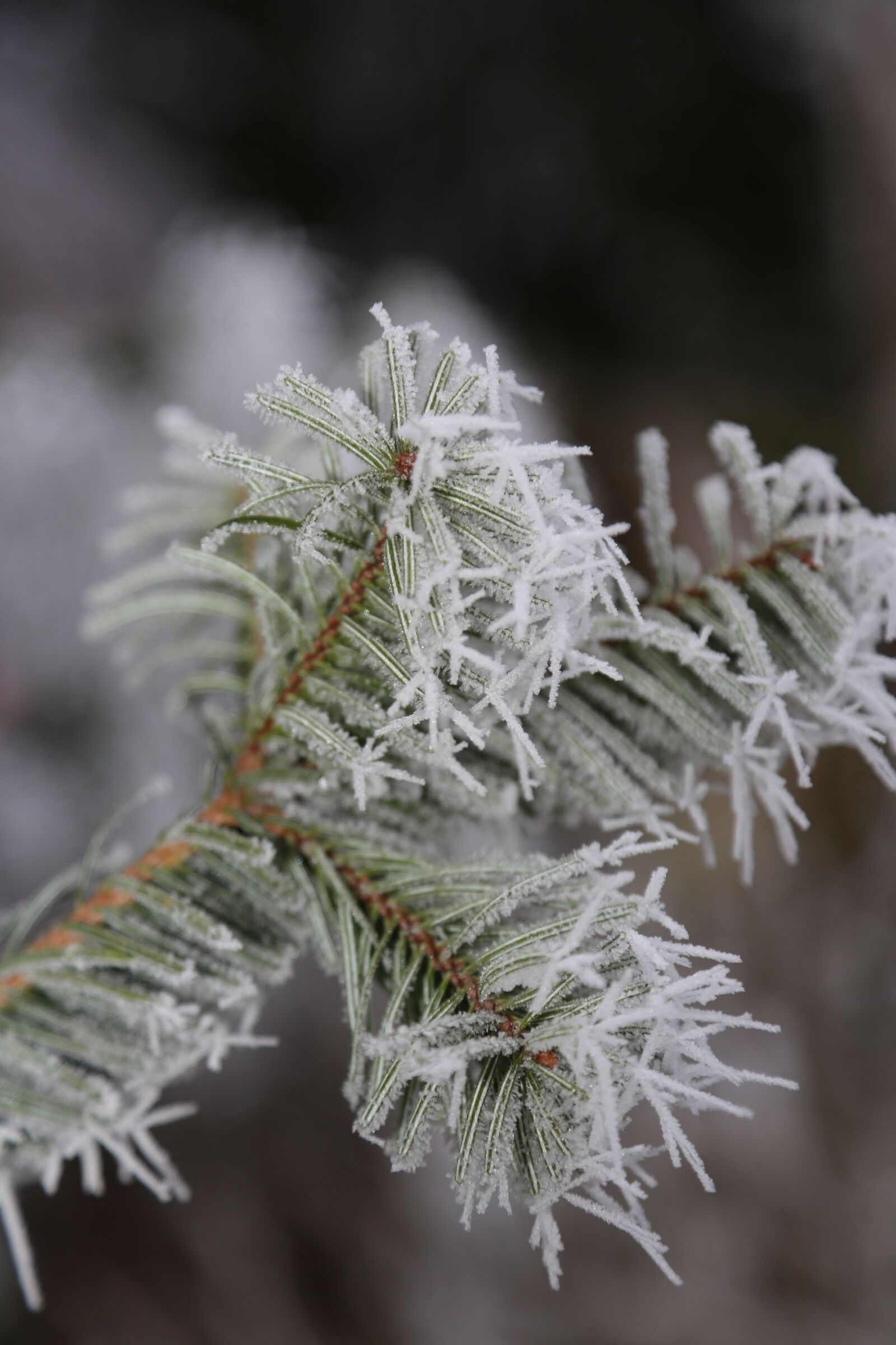 Canon EF 24-105mm F4L IS USM sample photo. Icy, hoarfrost, winter photography