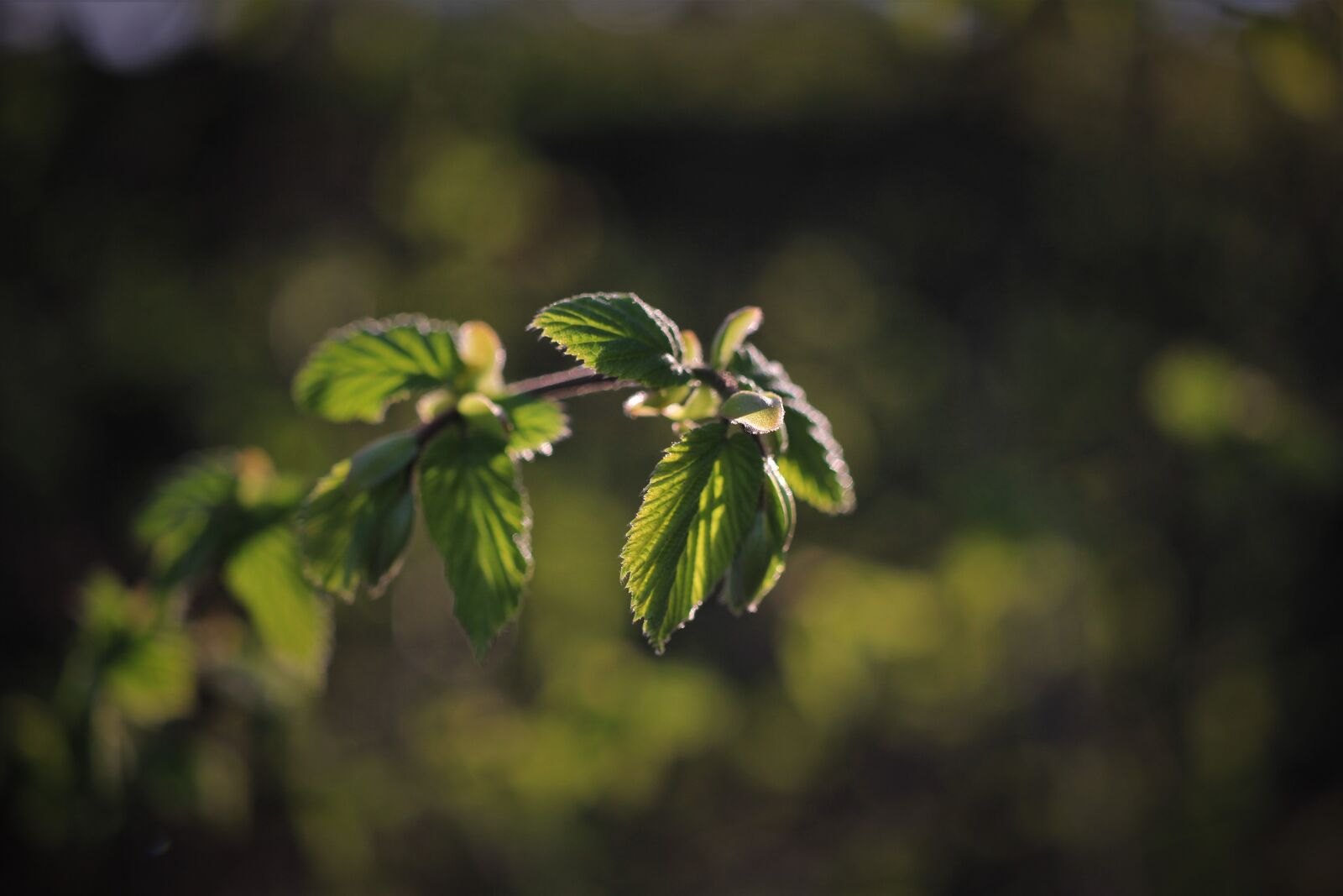 Canon EOS 7D sample photo. Branch, shoots, young shoots photography
