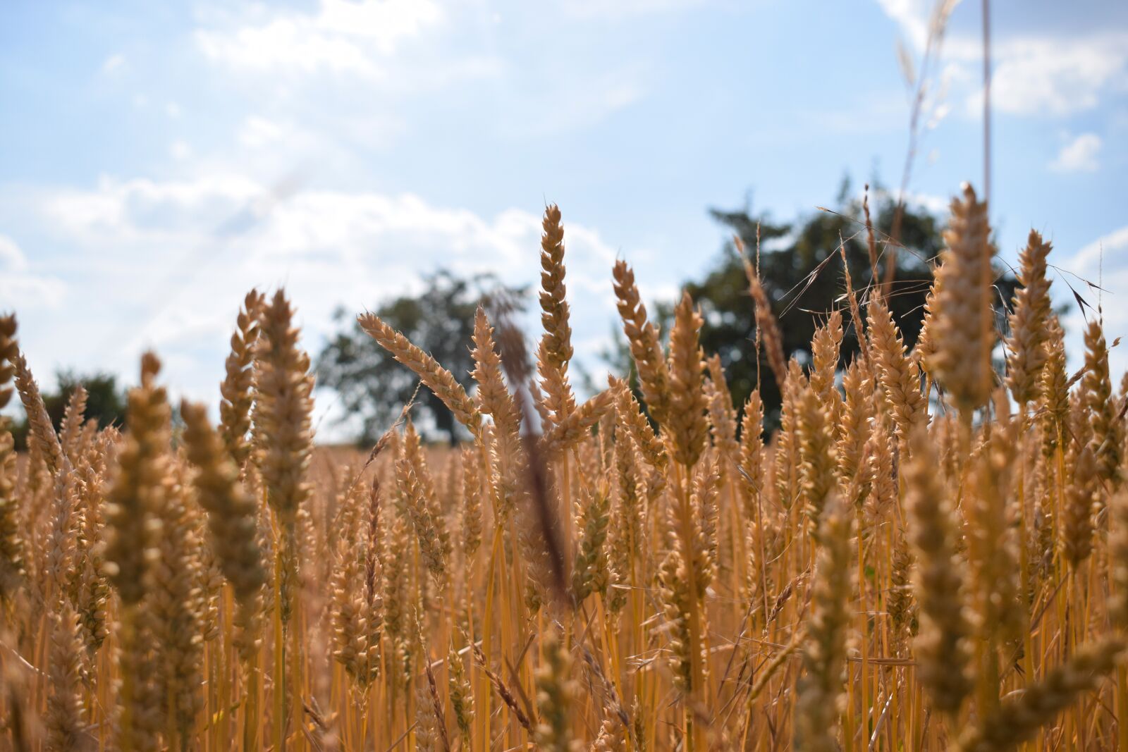 Nikon D3300 sample photo. Summer, sun, landscape photography