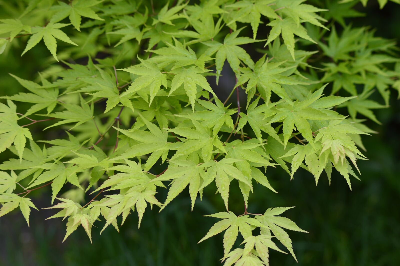 Nikon D3200 sample photo. Maple leaves, leaves, maple photography