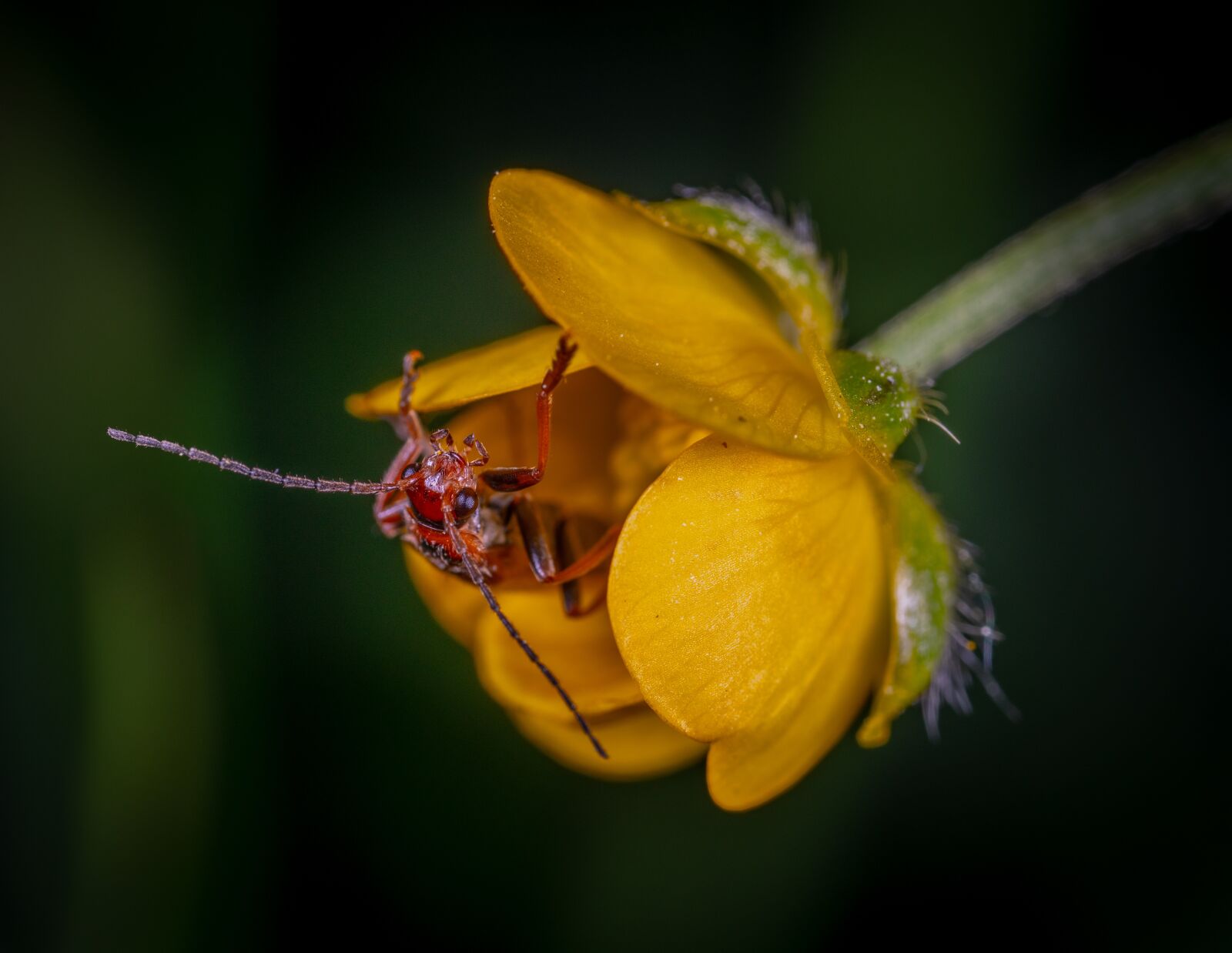 Sony a7R II sample photo. Macro, flower, beetle photography
