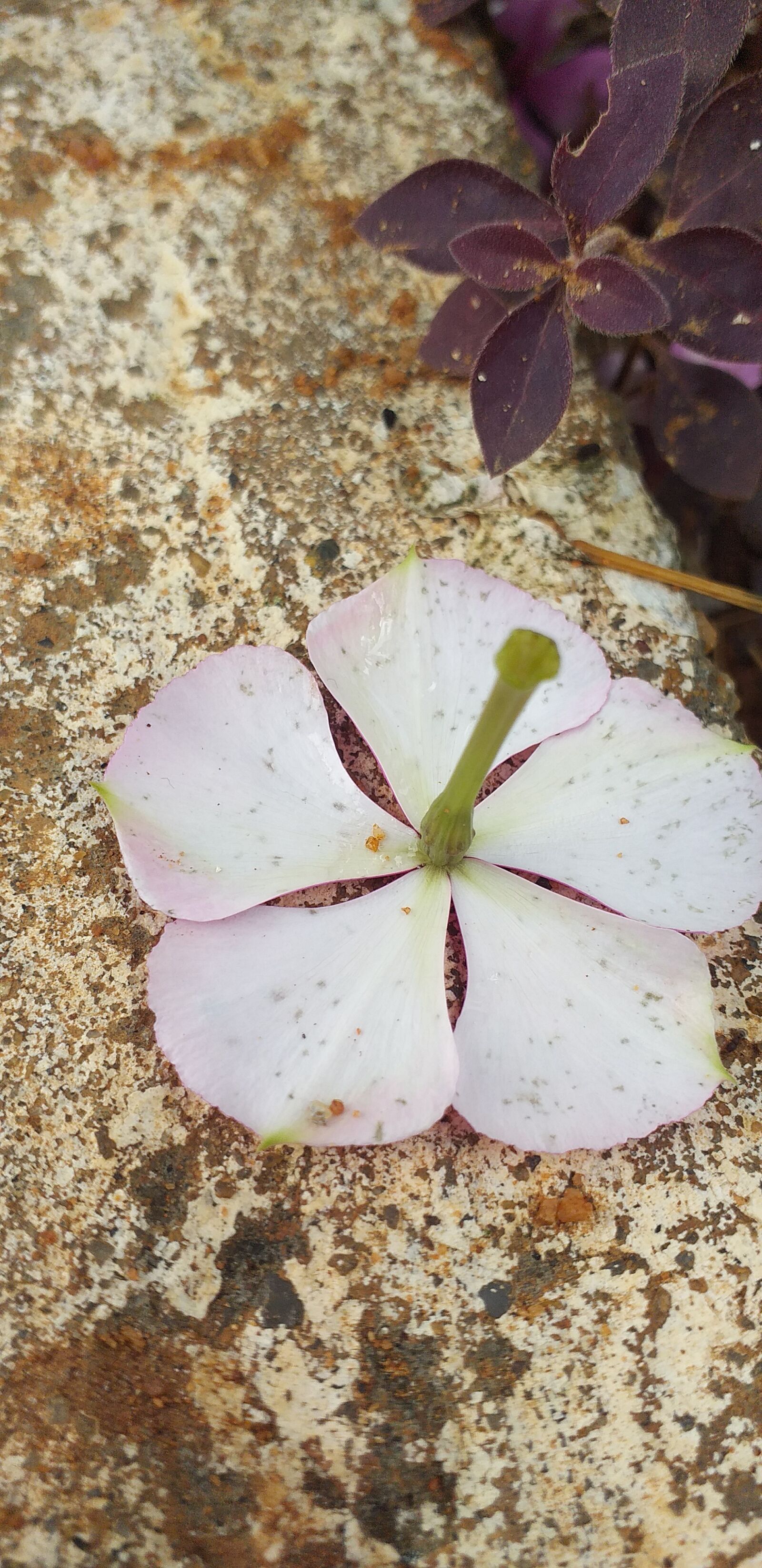 Samsung Galaxy J6+ sample photo. Flower, nature, naturelove photography