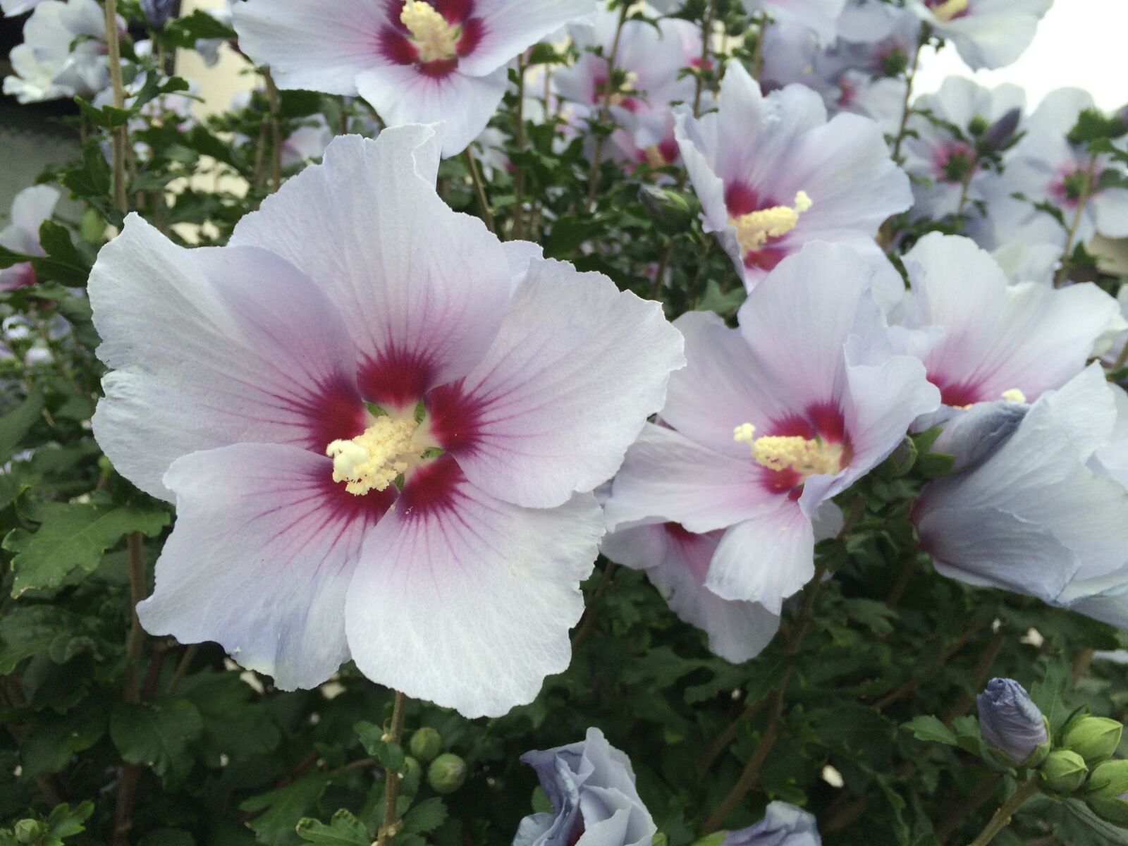 iPhone 5s back camera 4.15mm f/2.2 sample photo. Althaea rosea, white, red photography