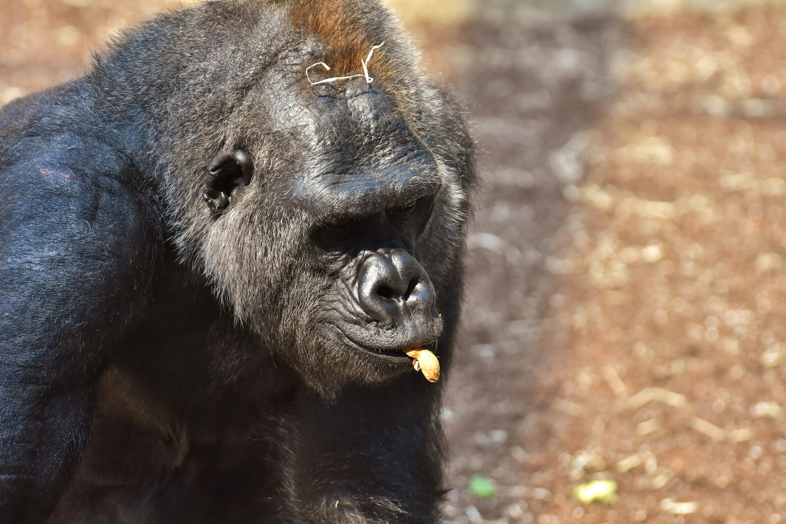 Nikon D7200 sample photo. Gorilla, monkey, funny photography