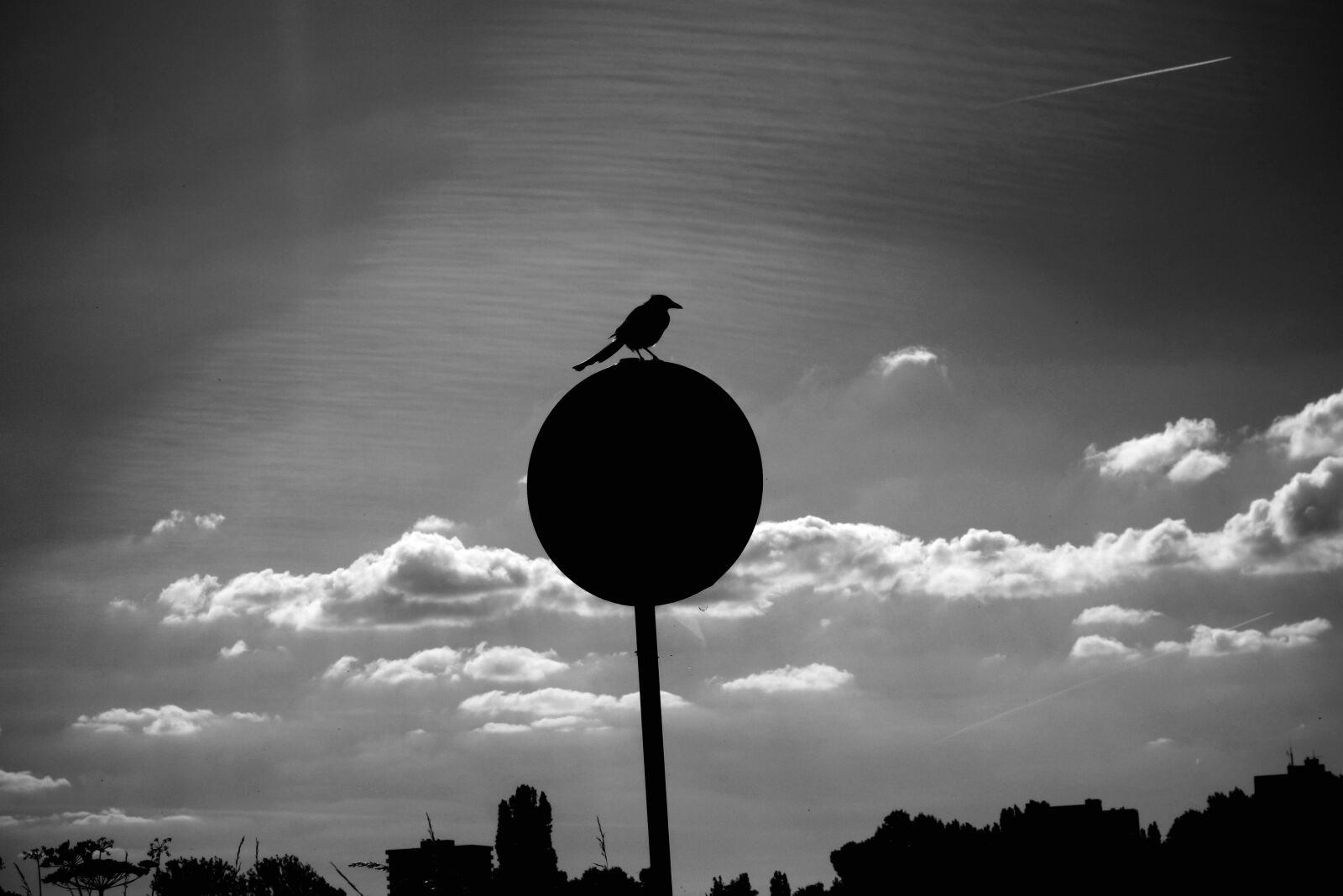 Sony Cyber-shot DSC-RX100 sample photo. Bird, animal, silhouette photography