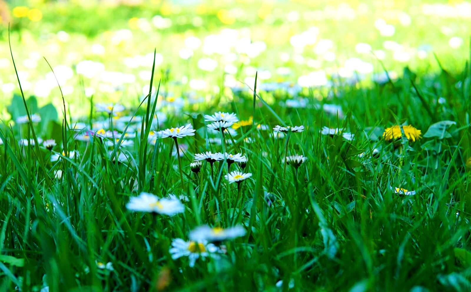 Sigma 30mm F1.4 DC DN | C sample photo. Daisy, meadow, spring photography