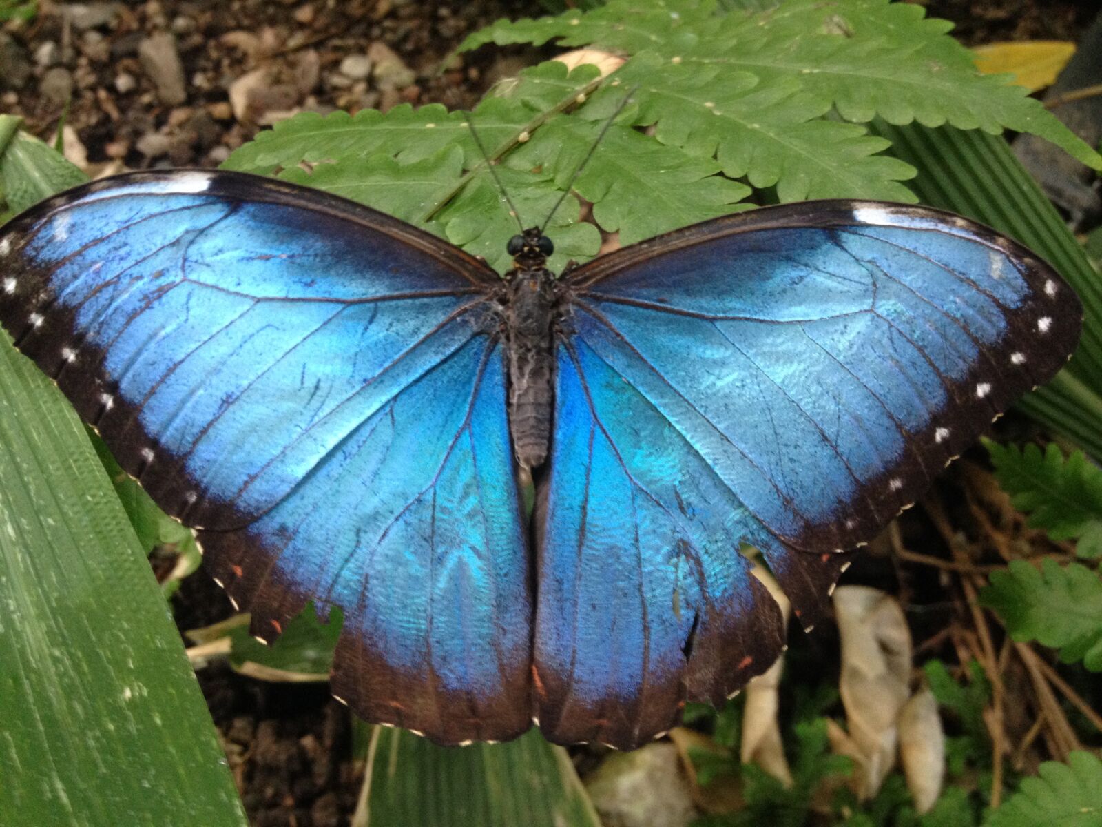 iPhone 4S back camera 4.28mm f/2.4 sample photo. Butterfly, insect, invertebrate photography