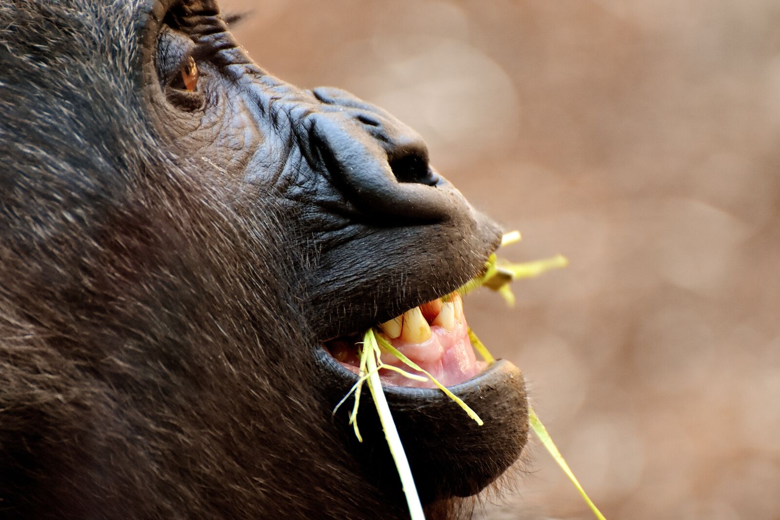 Nikon D7200 sample photo. Gorilla, monkey, funny photography