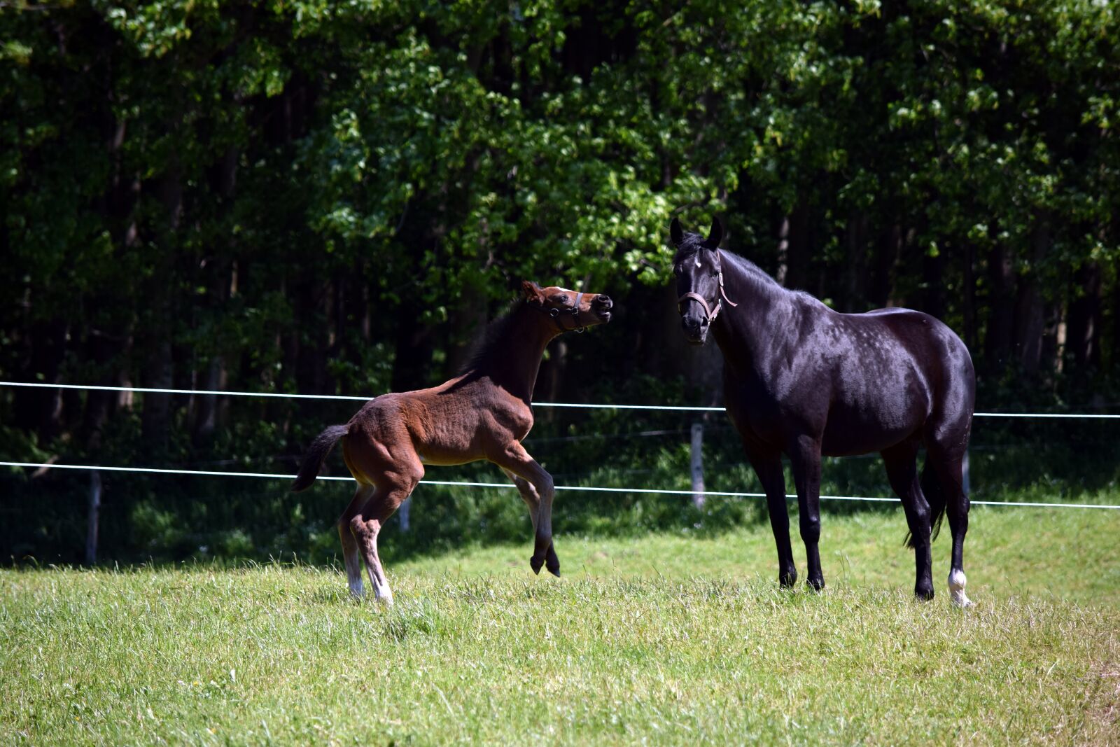 Nikon D5300 sample photo. Horse, foal, pasture photography