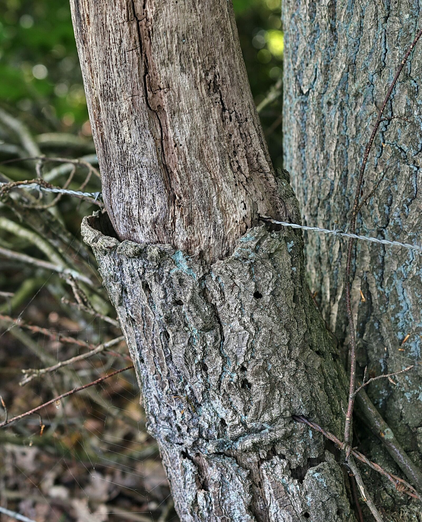 Canon EF 70-200mm F4L IS II USM sample photo. Wire, tree, detail photography