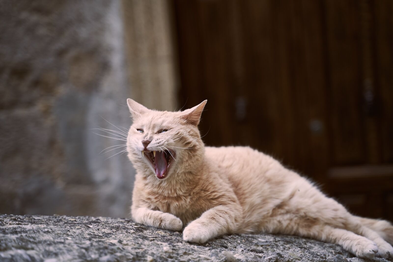 Sony a7 III + Tamron 28-75mm F2.8 Di III RXD sample photo. Cat, yawn, tooth photography
