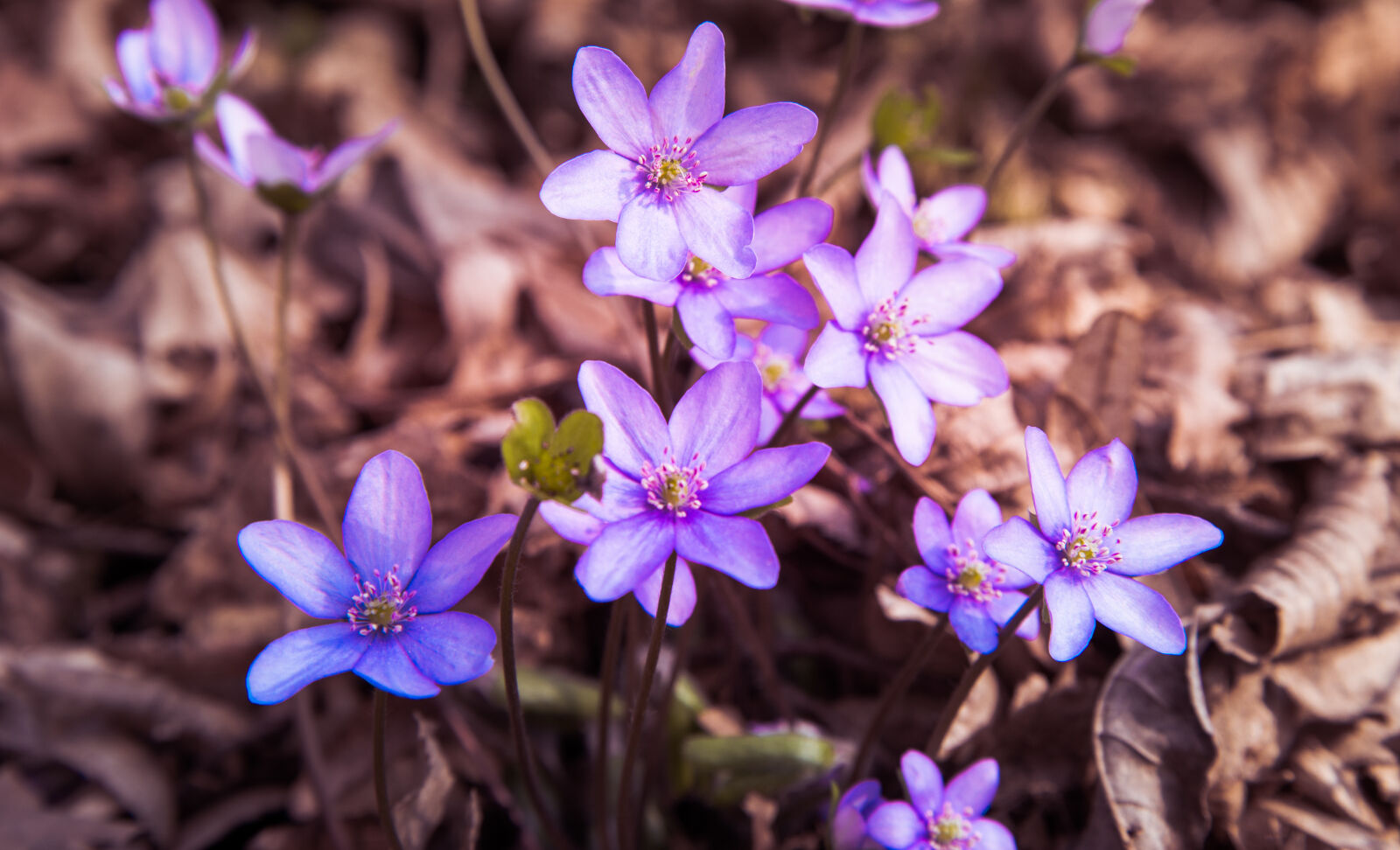 Nikon D610 sample photo. Beautiful, blossom, closeup, colors photography