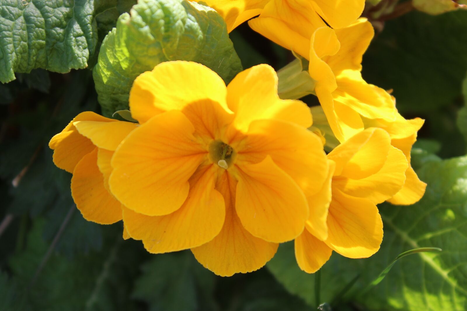 Canon EOS 1200D (EOS Rebel T5 / EOS Kiss X70 / EOS Hi) sample photo. Flower, primula, yellow photography