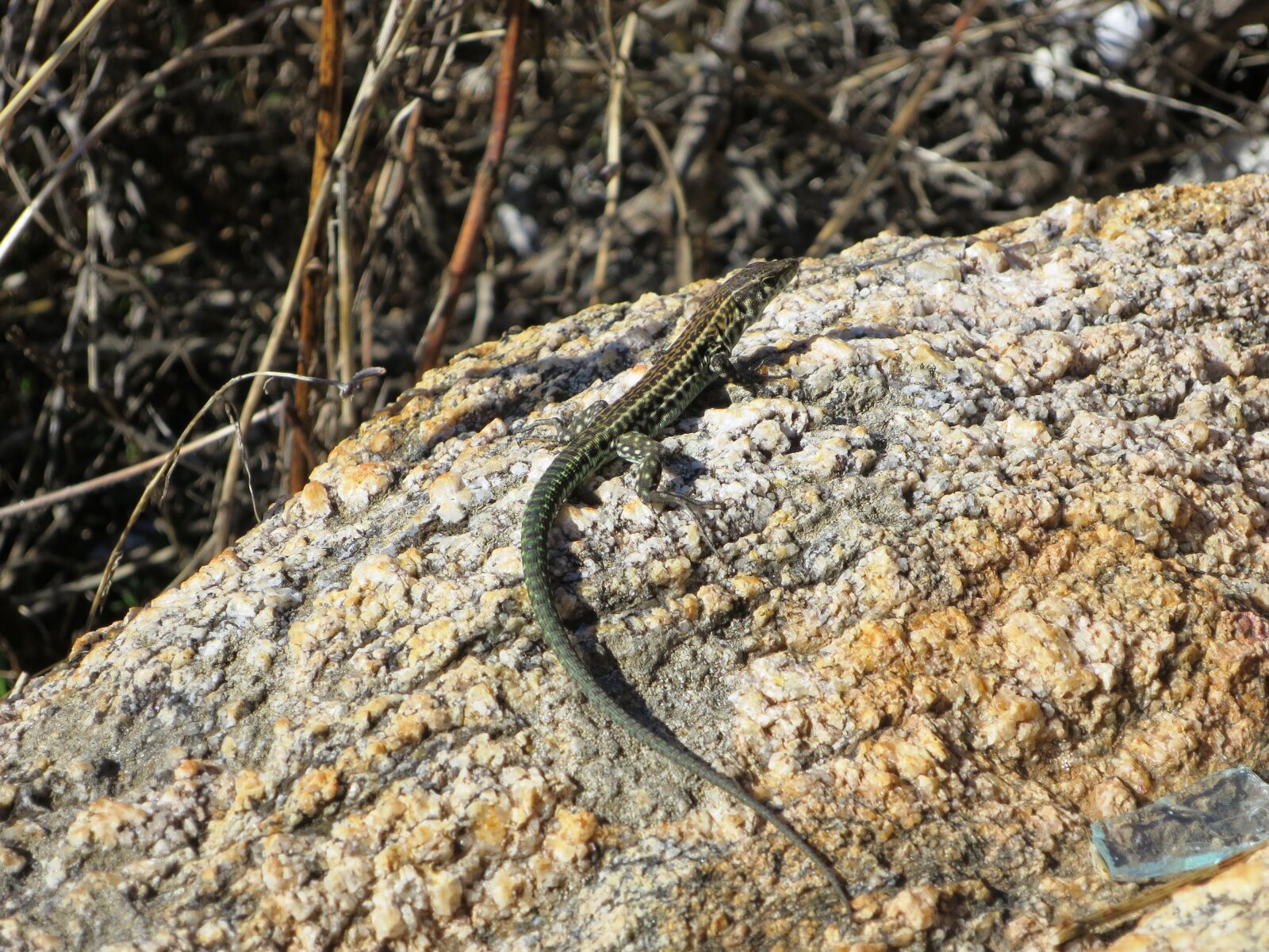 Canon PowerShot S120 sample photo. Lizard, animal, close up photography