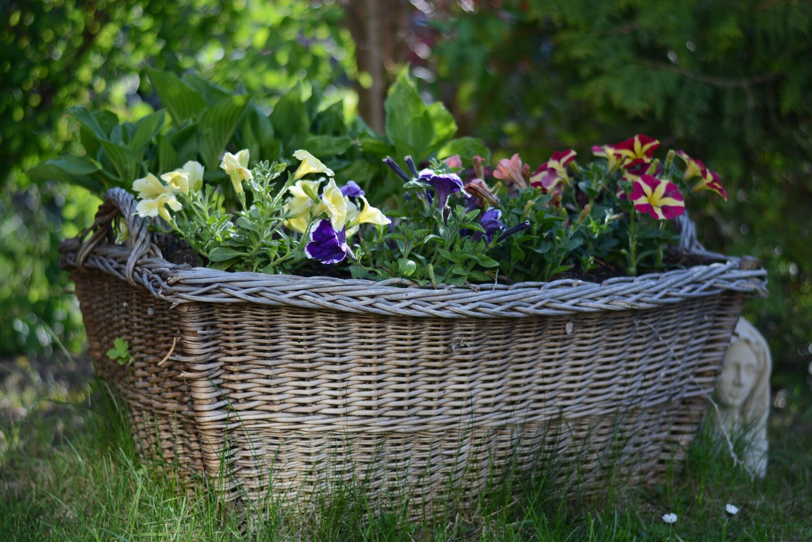 Nikon D7100 sample photo. Basket, petunia, garden photography