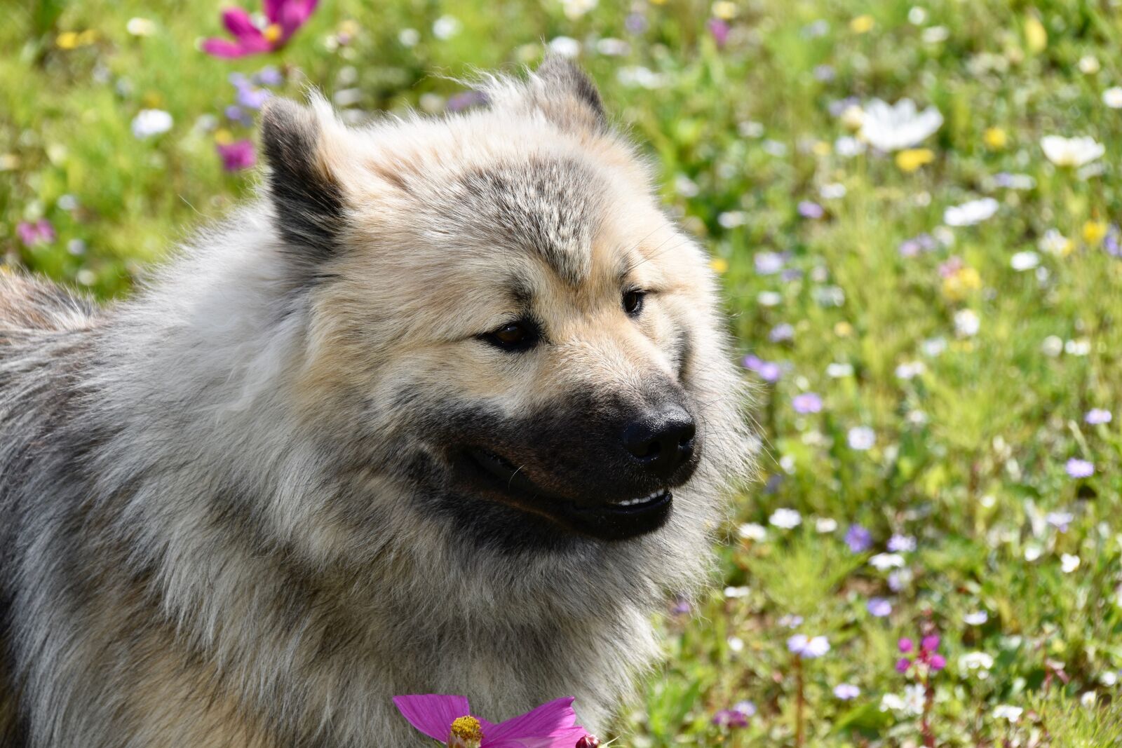 Nikon D5600 sample photo. Dog eurasier, portrait dog photography