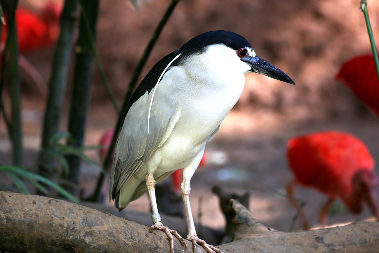Canon EOS 5D Mark III sample photo. Bird, tropical, striated heron photography
