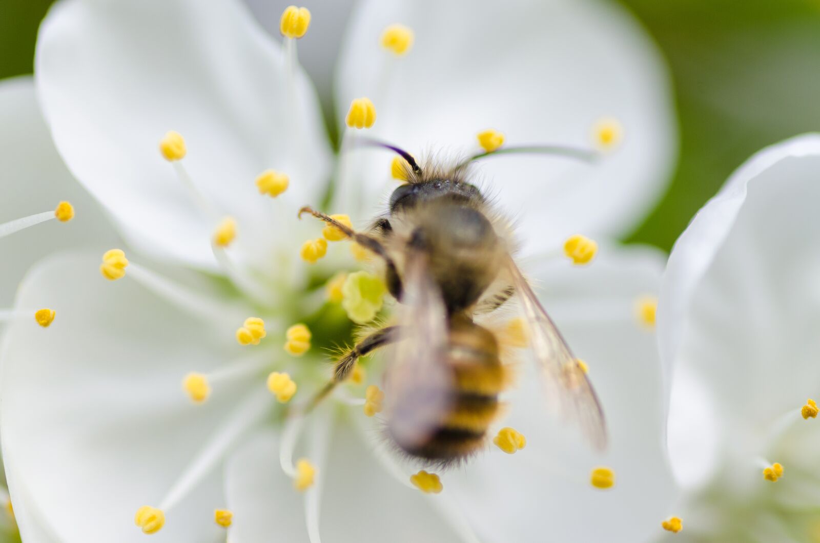 Nikon D5100 sample photo. White, flower, blossoms photography