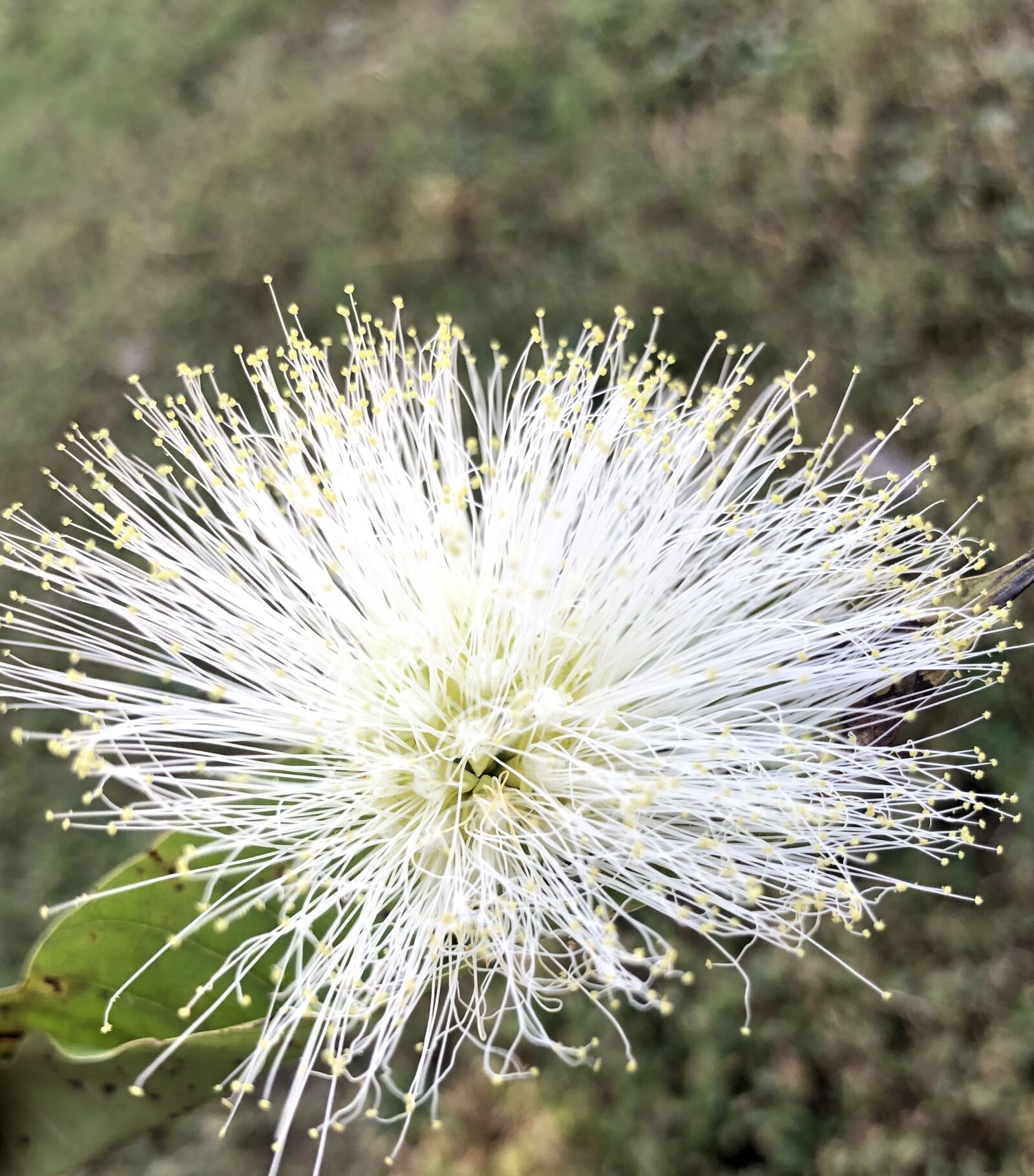 iPhone 8 back camera 3.99mm f/1.8 sample photo. Flowers, field, garden photography