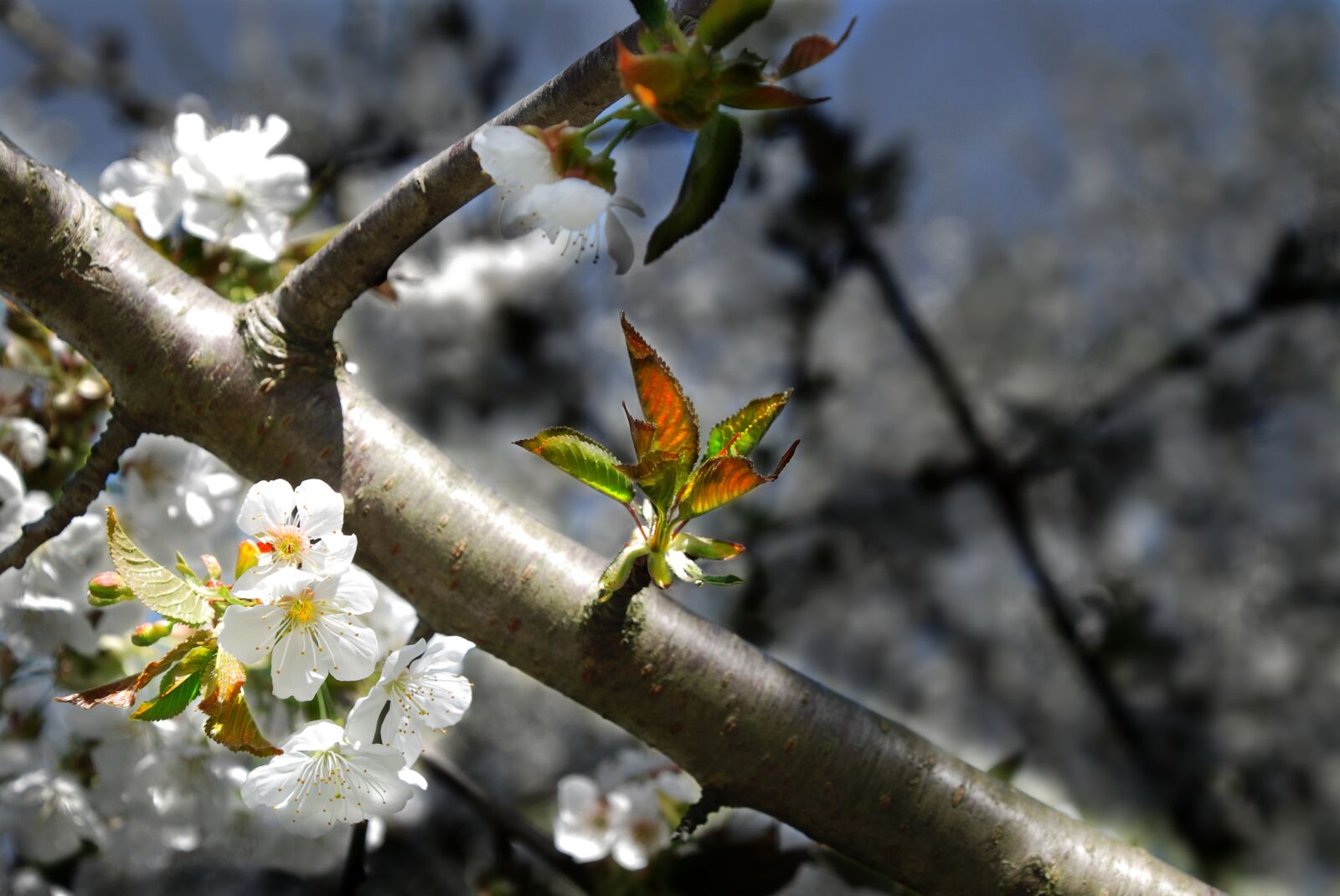 Nikon D80 sample photo. Cherry blossom, cherry tree photography