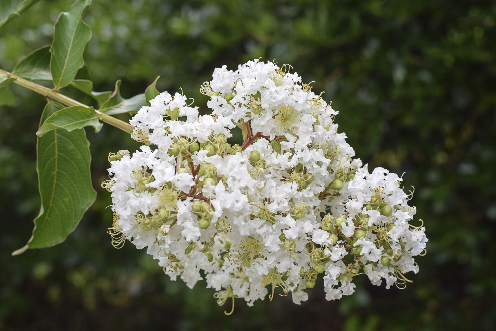 Nikon D5300 sample photo. Flowers, floral, crape myrtle photography