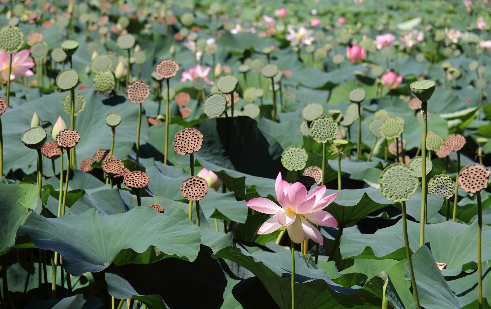 Canon EOS 1300D (EOS Rebel T6 / EOS Kiss X80) sample photo. Flower, giant waterlilies, petals photography