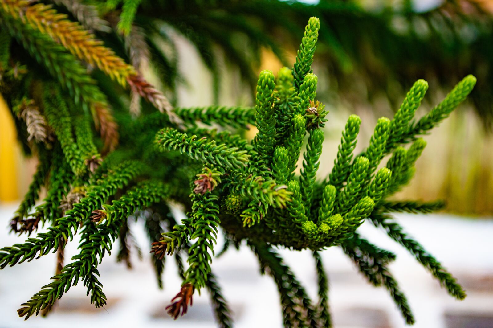 Nikon D3200 sample photo. Pinheiro, trees, nature photography