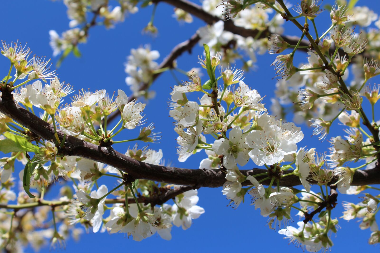 Canon EOS 1200D (EOS Rebel T5 / EOS Kiss X70 / EOS Hi) sample photo. Tree, branch, flower photography