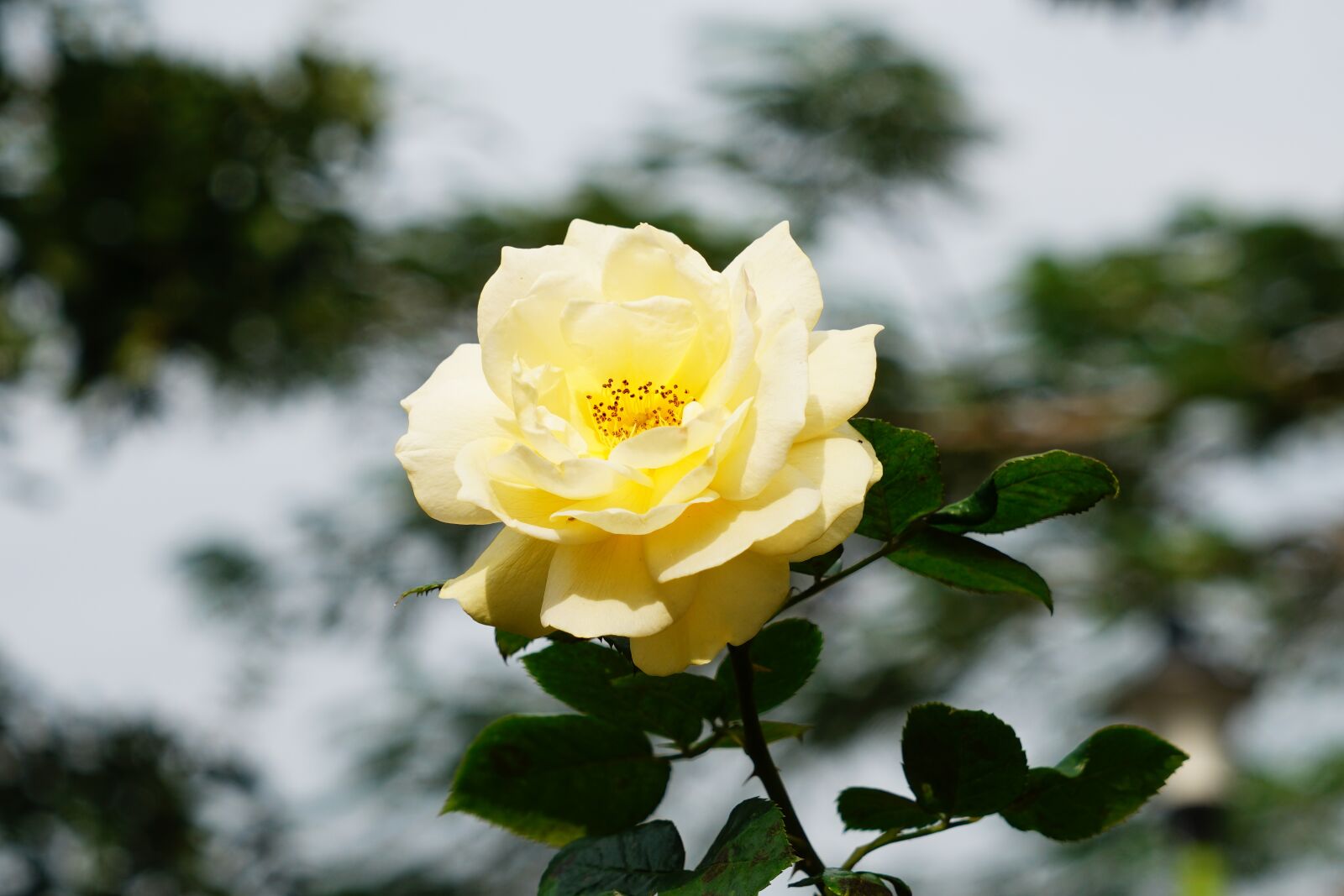 Sony a7R II + Sony Vario Tessar T* FE 24-70mm F4 ZA OSS sample photo. Flower, plant, rose photography