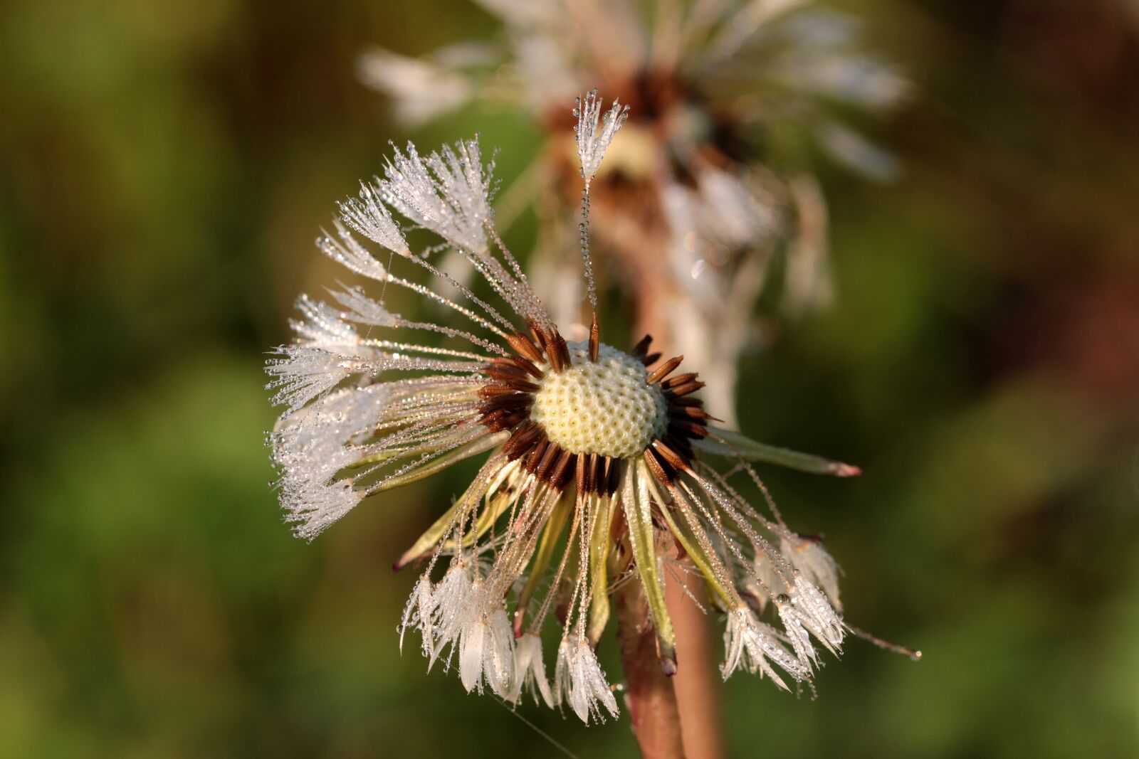 Canon EOS 650D (EOS Rebel T4i / EOS Kiss X6i) sample photo. Dandelion, flying seeds, seeds photography
