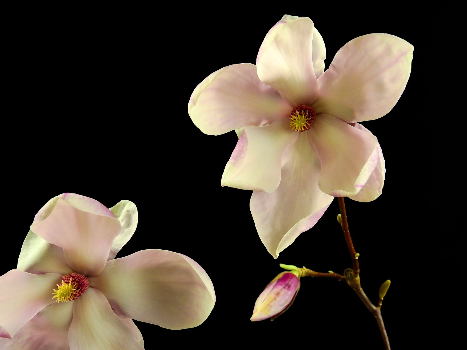 Nikon Coolpix P900 sample photo. Flower, blossom, bloom photography