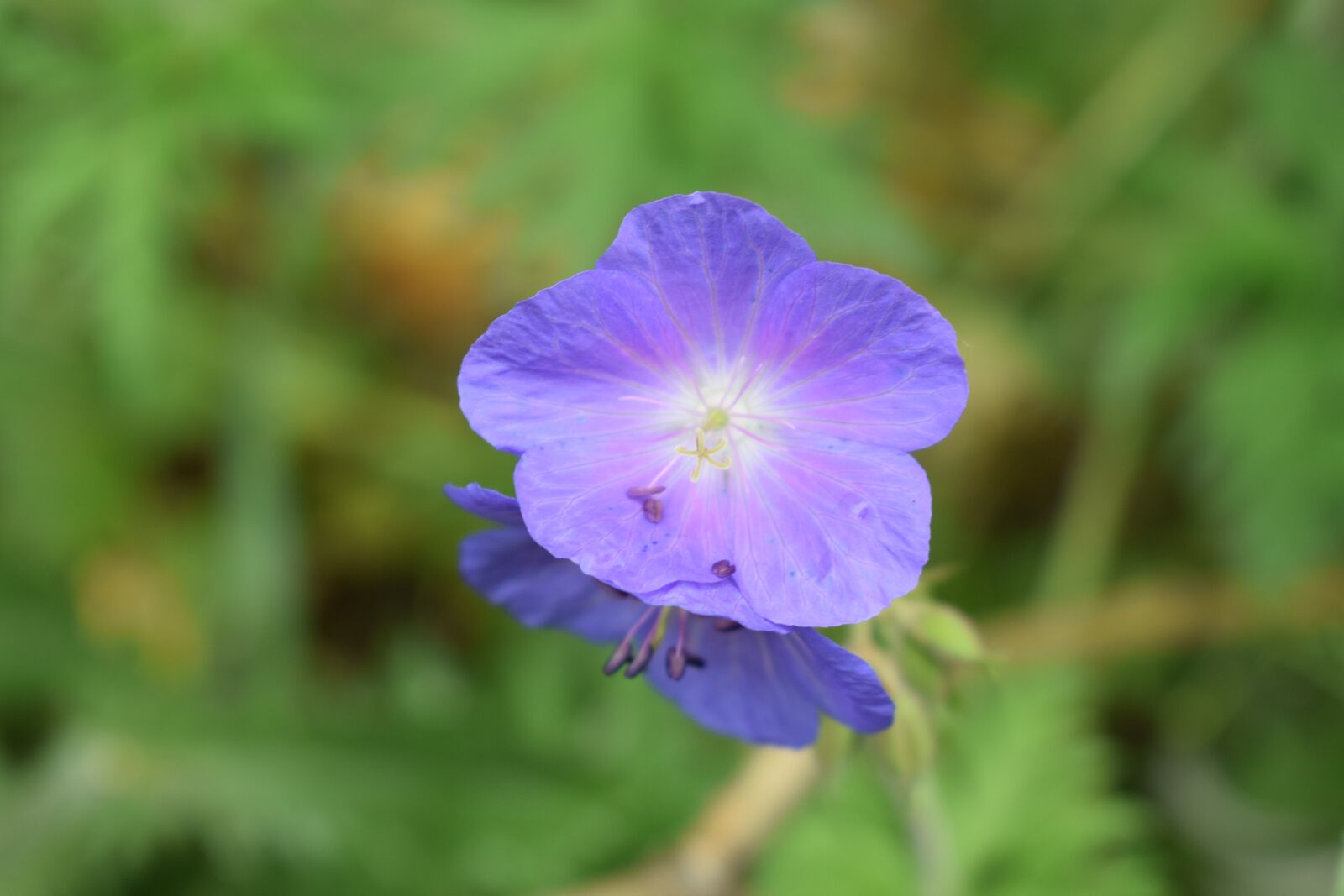 Nikon D3300 sample photo. Wildflower, blue, delicate photography