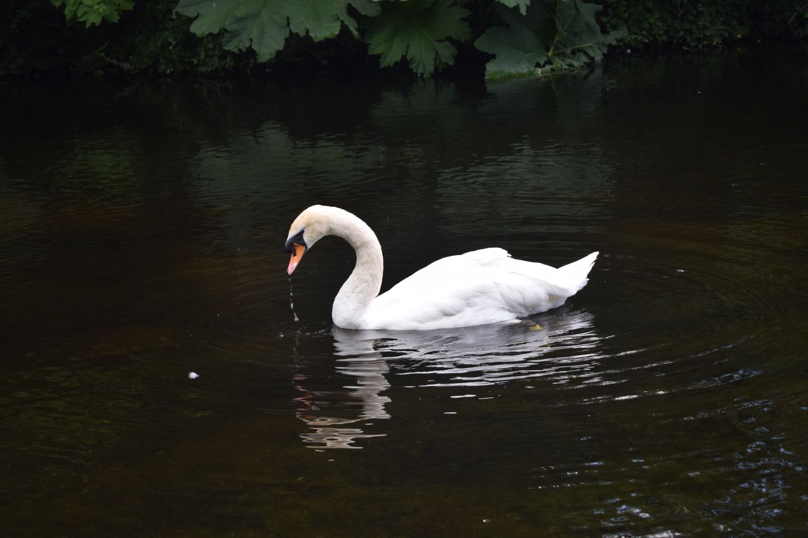 Nikon D3300 sample photo. Swan, water, pond photography
