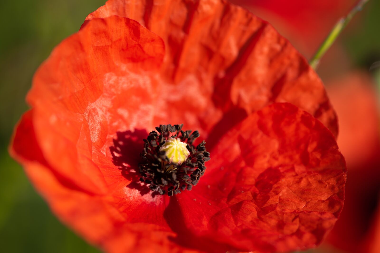 Nikon D750 sample photo. Poppy, flower, red photography