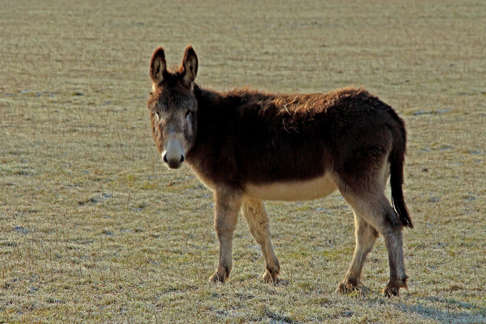 Canon EOS 700D (EOS Rebel T5i / EOS Kiss X7i) sample photo. Donkey, muli, animal photography