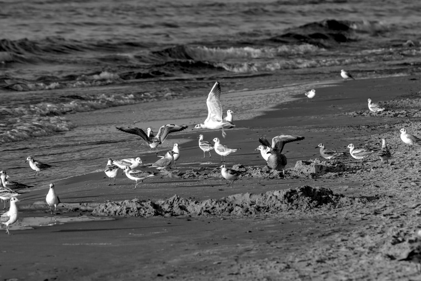 Nikon D7200 sample photo. Sea, birds, the seagulls photography