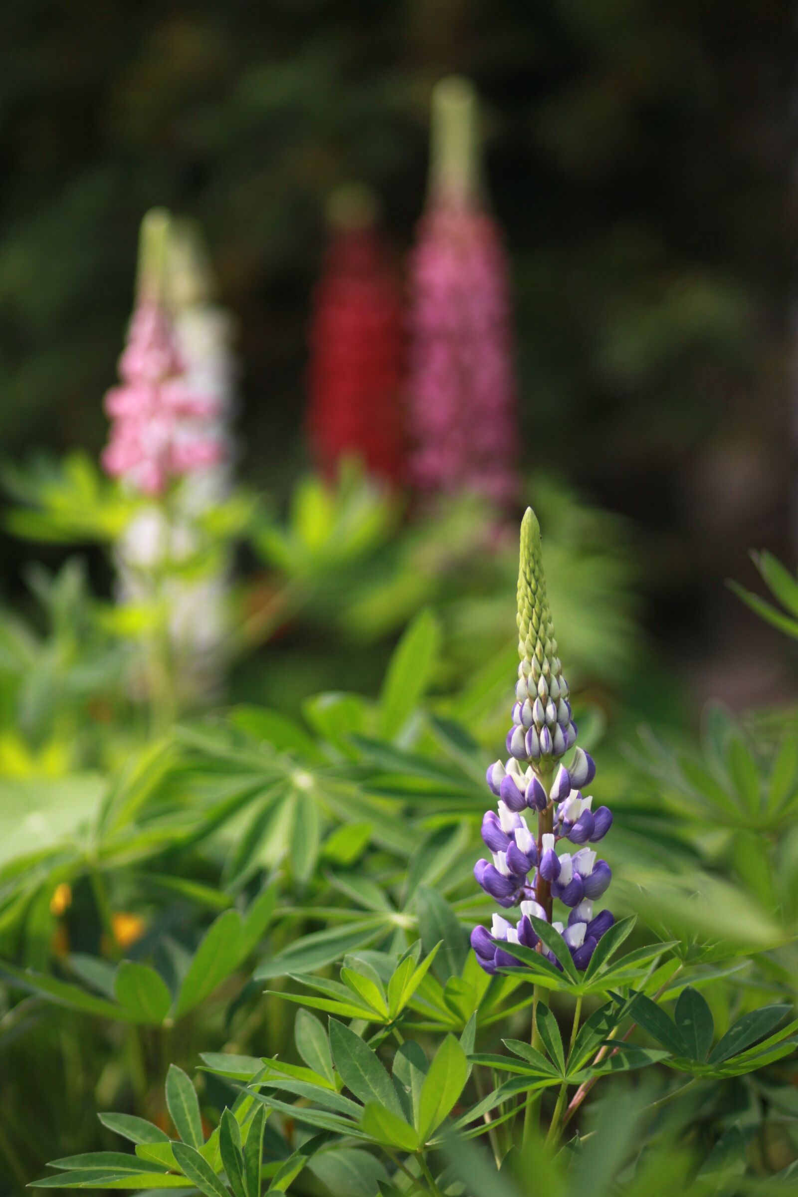 Canon EOS 500D (EOS Rebel T1i / EOS Kiss X3) sample photo. Flowers, nature, plants photography