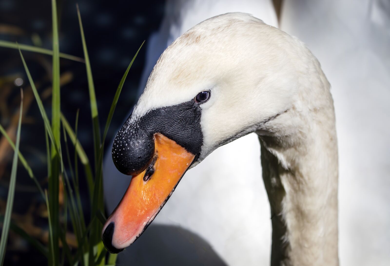 Sigma 100-400mm F5-6.3 DG OS HSM sample photo. Mute swan, beak, bill photography